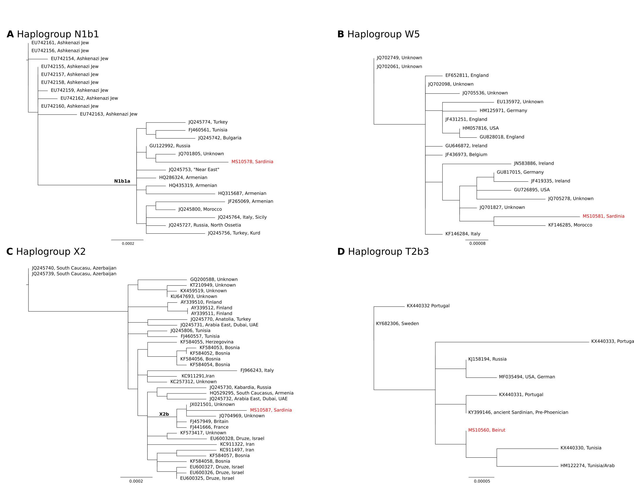 Fig 3. Maximum likelihood trees for what appear to be introduced ancient Phoenician haplotypes and publicly available sequences for the corresponding mitochondrial haplogroups. All samples are modern except for sample KY3991 46 (pre-Phoenician Sardinian; from Olivieri et al. 2017) and ancient samples from this study (MS10578, MS10581, MS10587 and MS10560). Each node is annotated with the GenBank accession number and the sample location, where known. Sequences from this study are highlighted in red text. A. N1b1 (including MS10578; N1b1a branch is labeled with bold text), B. W5 (including MS10581), C. X2 (including MS10587; X2b branch is labeled with bold text) and D. T2b3 (including MS10560). 