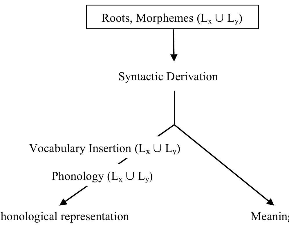 Figure 3. Language Synthesis model (Lillo-Martin et al., 2012; Quadros et al., 2013) 