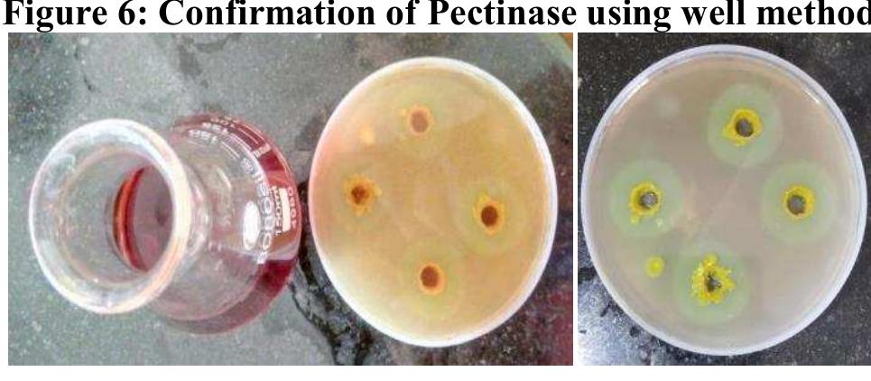 (PDF) Pectinase Production From Aspergillus niger And Activity Assay ...