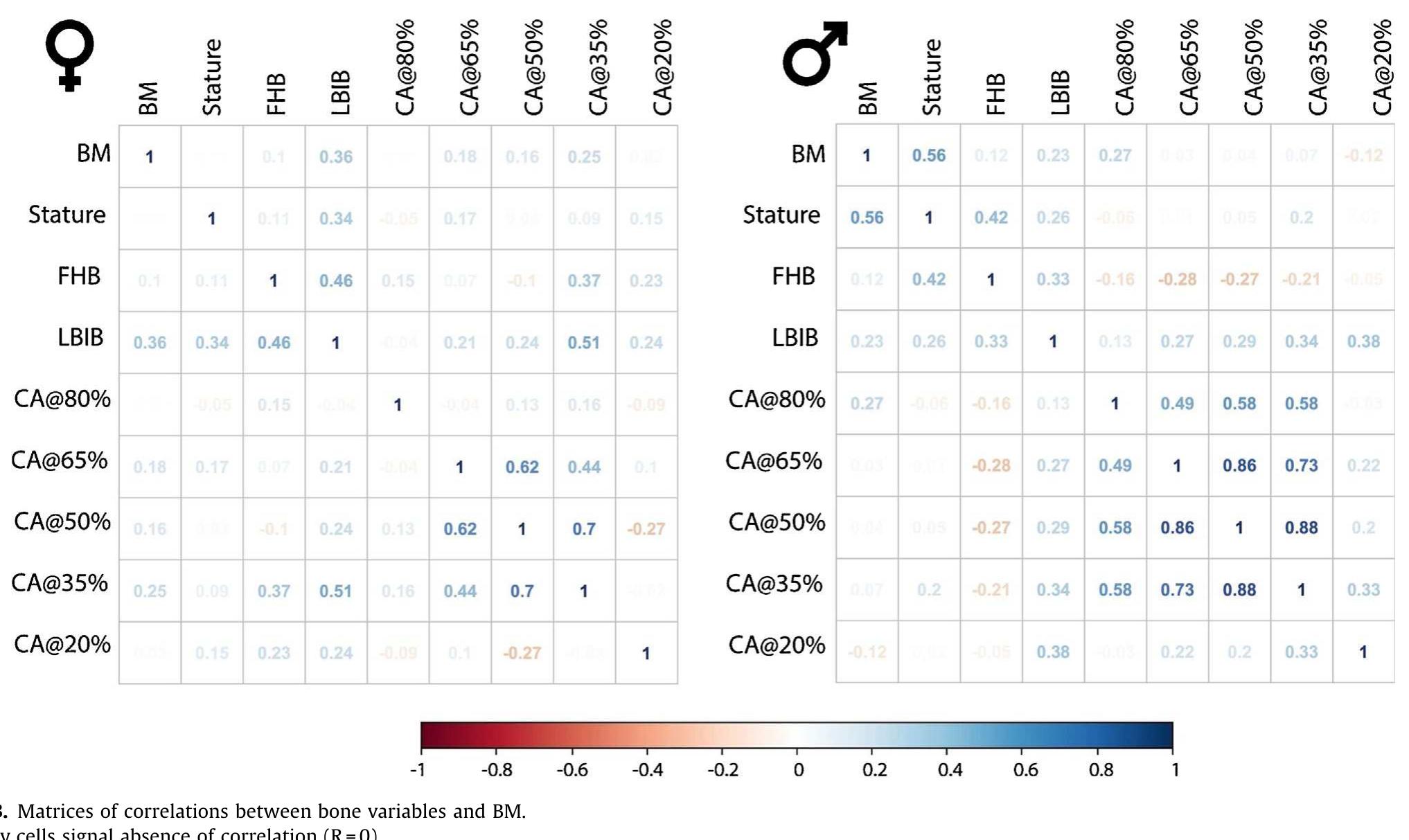 (PDF) Body mass estimation from the skeleton: An evaluation of 11 methods