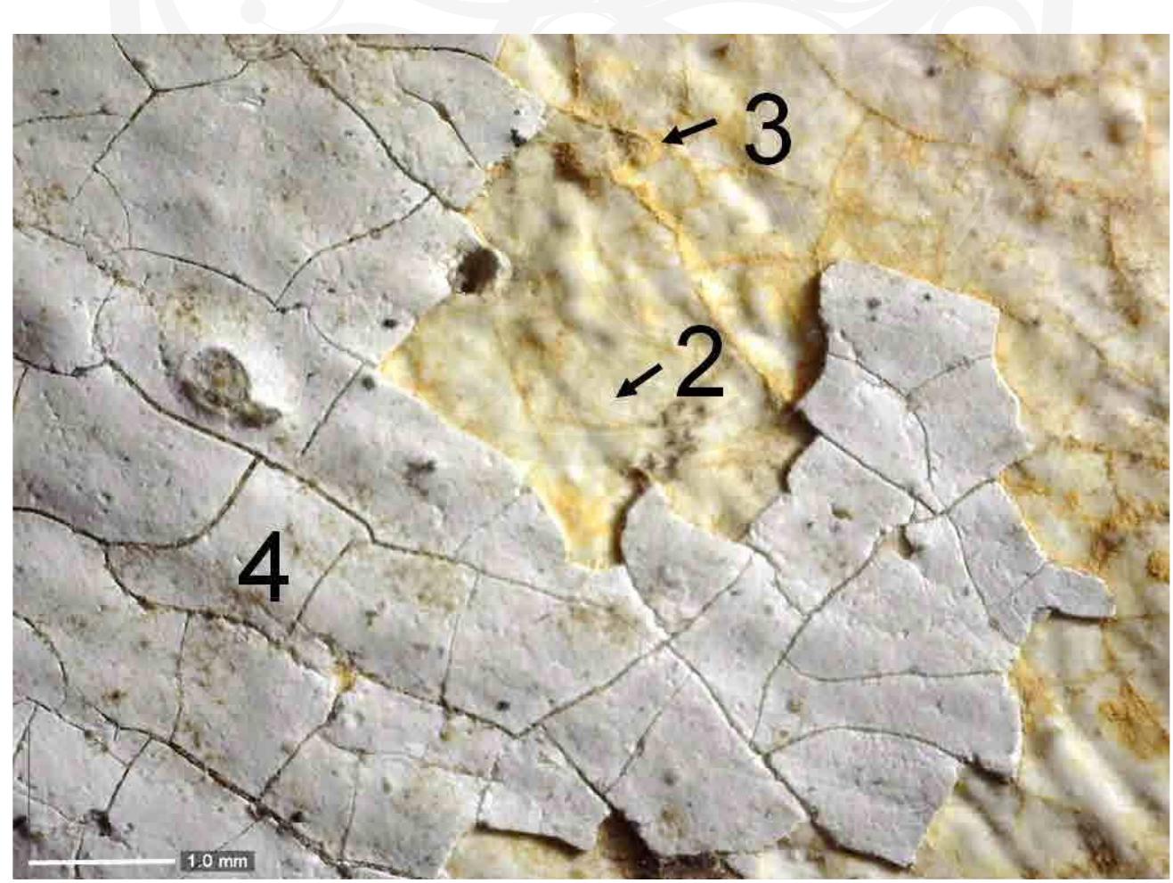 Figure 4.6. Micro observation of a letter M under a Dinolite® microscope. White ground (2), yellow (3), and white (4) paint layers. Photo: Nutsa Papiashvili, 2015. 