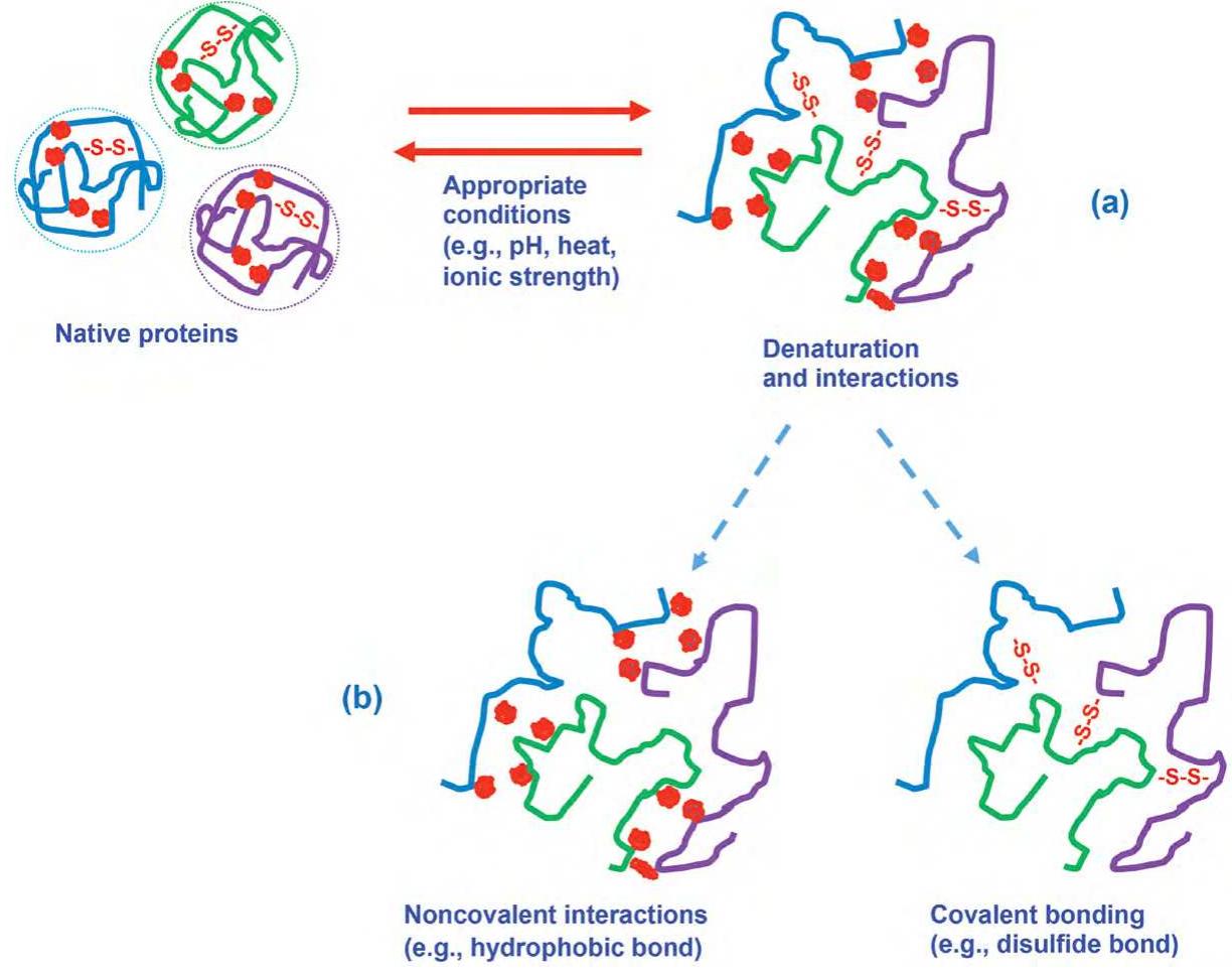 (PDF) Written by: Understanding the Role of Dairy Proteins in ...