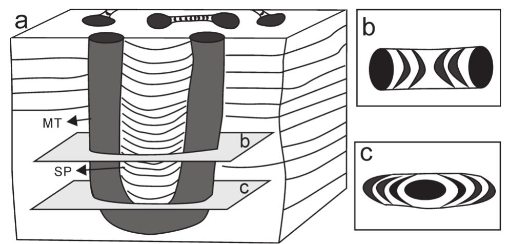 Figure 4 - from Middle Cambrian Diplocraterion parallelum
