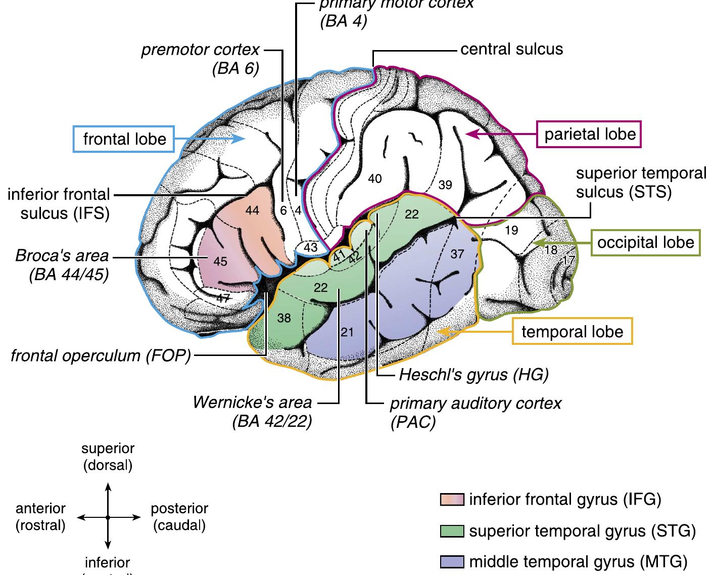 (PDF) THE BRAIN BASIS OF LANGUAGE PROCESSING: FROM STRUCTURE TO FUNCTION