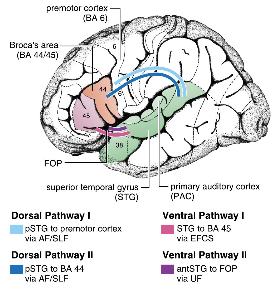 (PDF) THE BRAIN BASIS OF LANGUAGE PROCESSING: FROM STRUCTURE TO FUNCTION