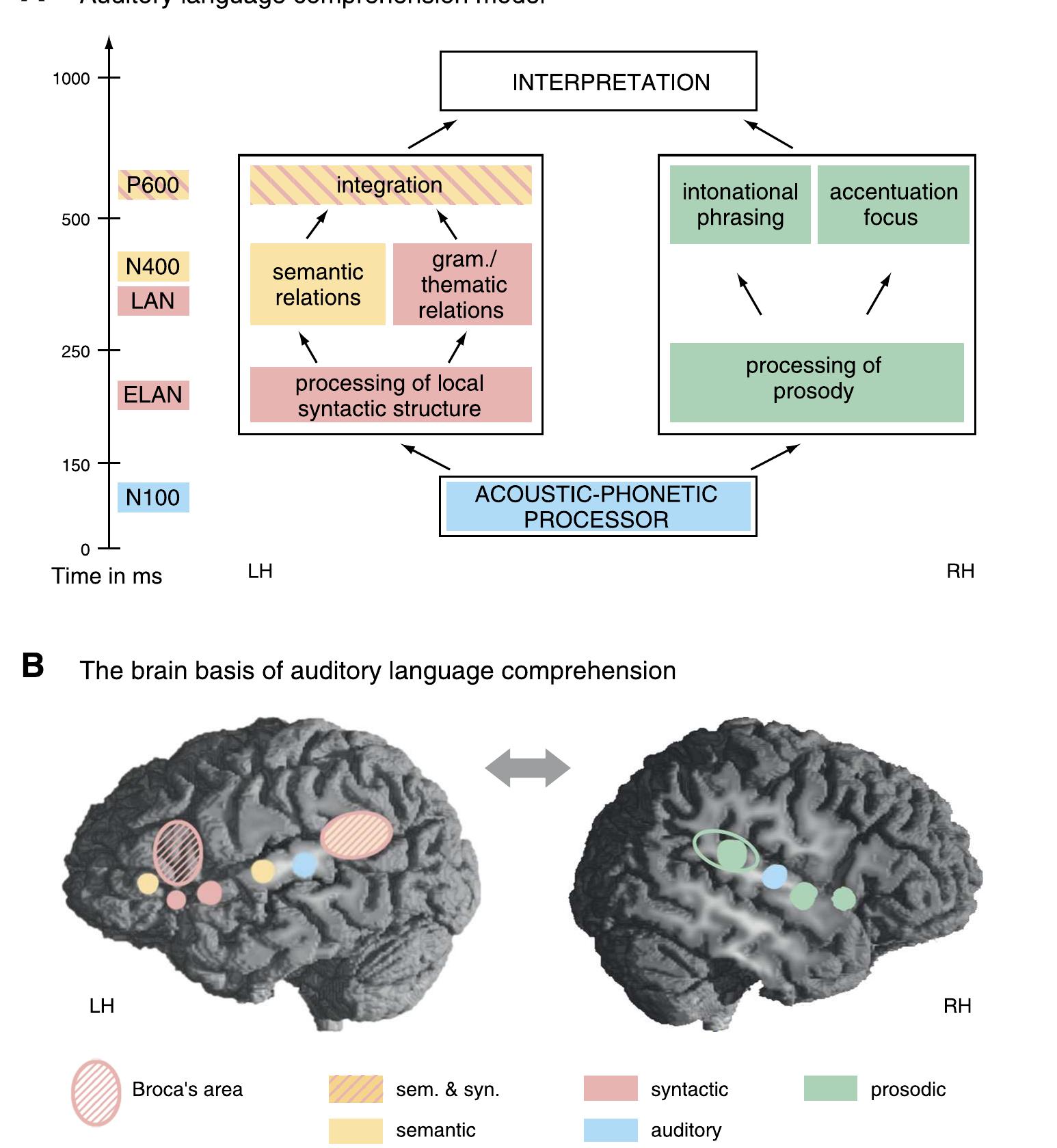 (PDF) THE BRAIN BASIS OF LANGUAGE PROCESSING: FROM STRUCTURE TO FUNCTION