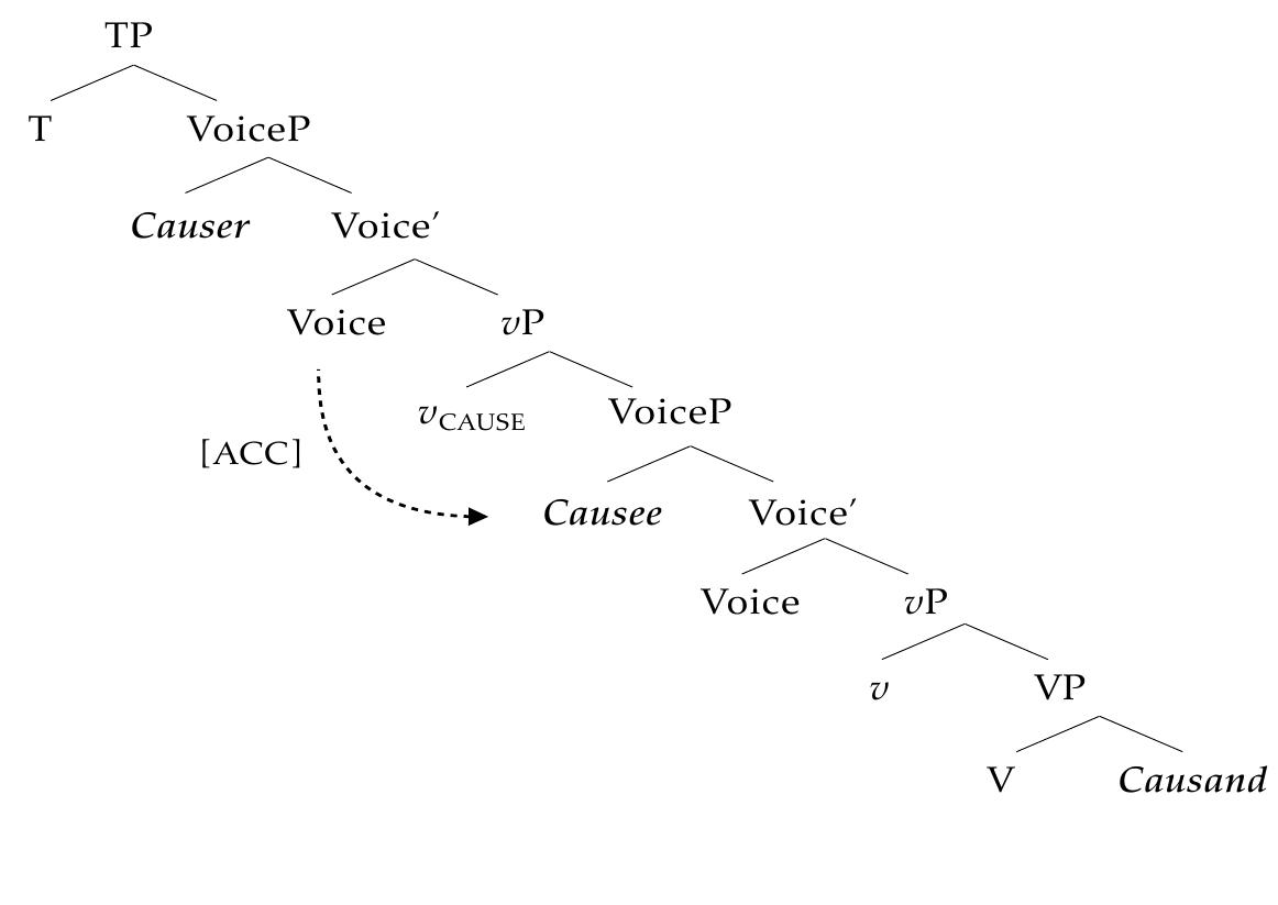 A second type of causative has been analyzed as employing a Causee licensed by an applicative phrase (55). As seen below, such causatives occur in mono-clausal constructions akin to ditransitive constructions, where the Causee is licensed as an applicative object structurally parallel to a Recipient in ditransitives. According to previous descriptions, the Causee in this type of causative shows non-agentive behaviors (e.g., Italian: Ippolito 2000; Folli & Harley 2007; Spanish: Tubino Blanco 2010; Acehnese: Legate 2014).  Existing work has shown that causative constructions across languages fall into three subtypes with regard to how the Causee is licensed. The first type exhibits a bi-clausal structure that  contains an agentive Causee licensed as the embedded external argument (48), as attested in Japanese (Kuroda 1965; Shibatani 1976, Harley 2008), Hebrew (Cole 1976), Oromo (Owens 1985), Korean (Lee 1992), Tagalog (Maclachlan 1996; Travis 2000; Rackowski 2002), Eastern Armenian (Megerdoomian 2005), Italian (Folli & Harley 2007), Hupa (Escamilla 2012), and Acehnese (Legate 2014). In this type of causative, the Causee is commonly analyzed as Case-licensed by the higher Voice® through an ECM-configuration, as illustrated in (54). For the accusative analysis of Y to go through, we expect AV-causatives to bear this type of structure. 