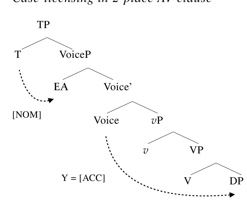 This analysis follows consistently from an important trait of Philippine-type 2-place AV clauses, that the internal argument in 2-place AV clauses cannot be omitted, unlike antipassive  objects. Furthermore, it accounts for a shared constraint observed across Philippine-type languages, that the marker Y is not available to the internal argument of canonical unaccusative verbs, as in (111b). Under the accusative Case analysis of Y, this observation is straightforwardly accounted for, as accusative is a dependent Case.  Given that 2-place AV-clauses are compatible with the detransitivizer u-, I argue that they must be analyzed as true transitives with a core object. Under this analysis, a 2-place AV clause involves a transitive Voice® that introduces an external argument and assigns structural accusative Case to its internal argument (e.g. Kratzer 1996, Pylkkanen 2002, Cuervo 2003, Harley 1995, 2013, Merchant 2008, Legate 2014), as in (110):  accusative is a dependent Case. 