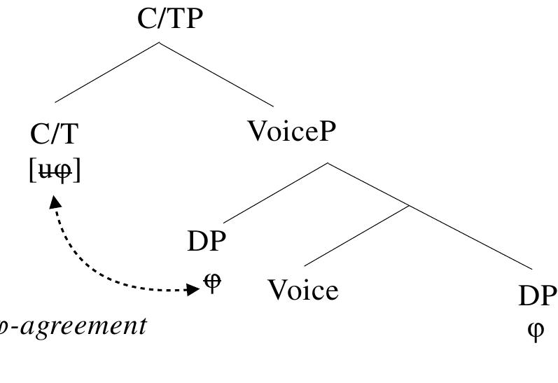 I further assume that abstract Object-agreement is present in all human languages, as is @-agreement  with C/T (Chomsky 2000, 2001b; Pesetsky & Torrego 2006; Baker 2012). Under this assumption, transitive Voice® hosts @-features (henceforth [uF]), as does C/T, which probes the structurally  highest DP below Voice®. This Agree relation is morphologically manifested in some languages as Object-agreement, as in (52):78 