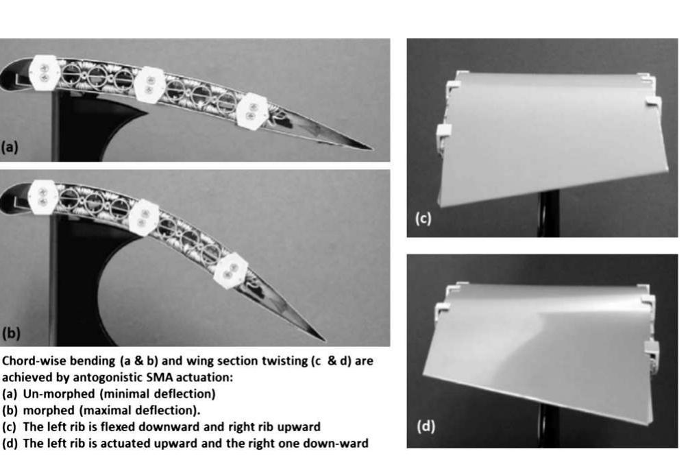 Wing morphing with antagonistic sma actuators [235,249].