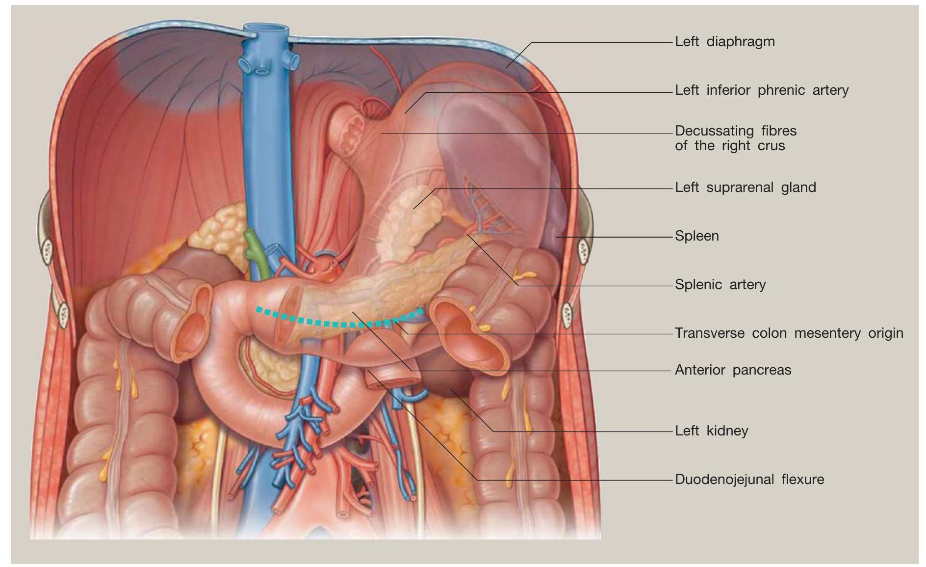 (PDF) Anatomy of the stomach