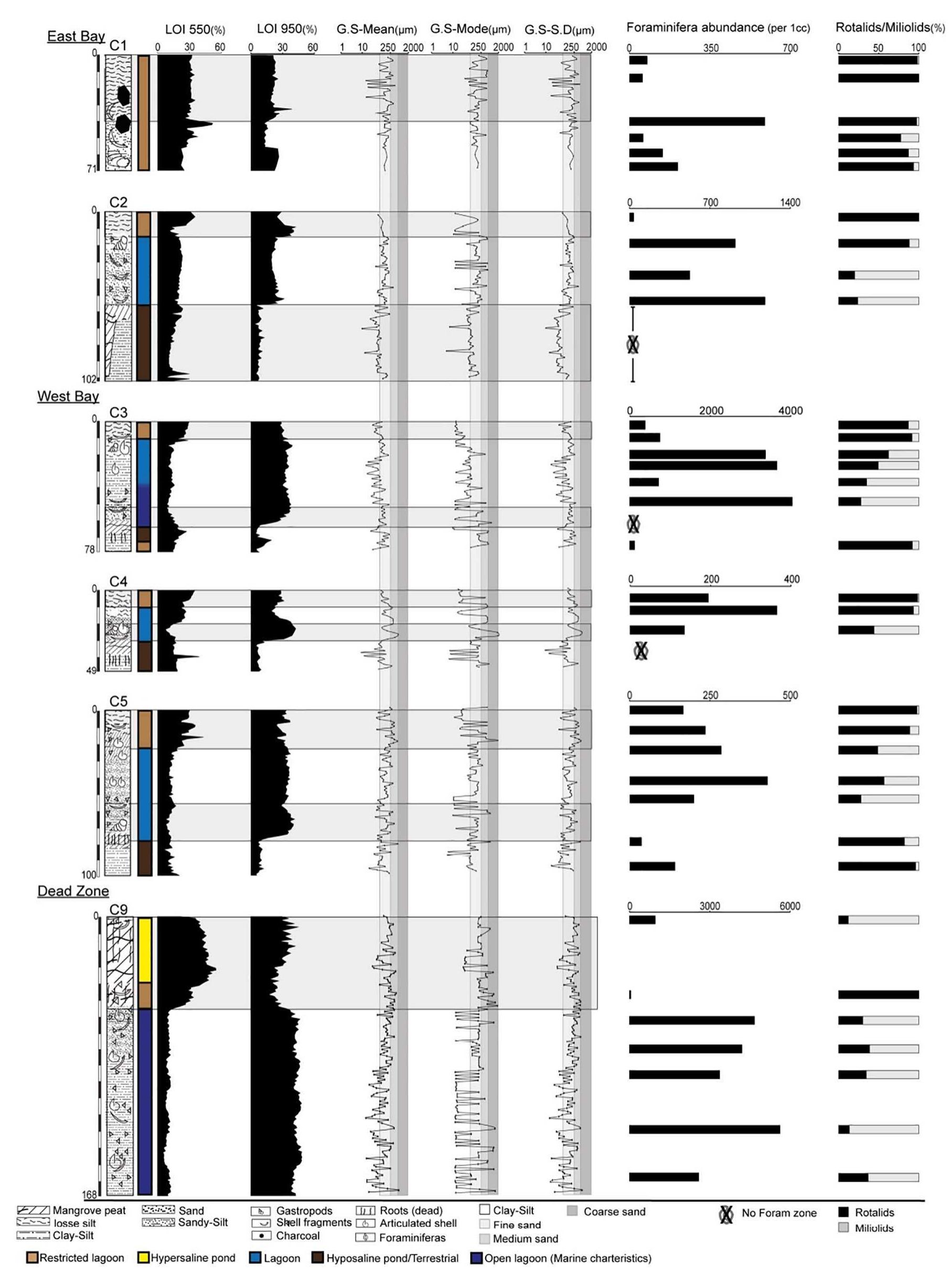 Fig. 2. Results from sediment core analysis. Note that the foraminifera abundance scale varies per core. 