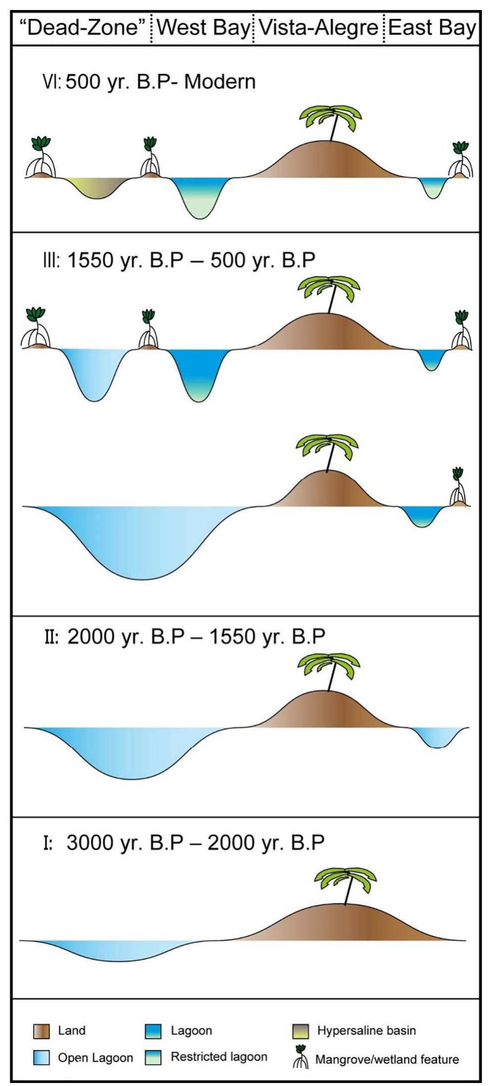 Fig. 4. Hypothesized environmental sequence. Illustration of possible coastal changes due to sea-level change, based on coring results.  restriction changes, due to creation of barriers/mangrove lines. The sequence described in the East Bay can be interpreted as a shallowing upward sequence (James, 1977). This suggests that the sedimentation rate eventually outpaced sea-level rise rate, as might happen in car- bonate mangrove environments (e.g., Parkinson, 1989). From the in- terpretation we found that Vista Alegre was probably a larger terrestrial site relative to today, prior to, and possibly even immediately after the flooding occurred at ~1550 yr B.P. How far the land extended is still uncertain, but adding only the East Bay flooded area as we know it today, will add approximately 15% to the exposed terrestrial surface area. The possibly larger terrestrial area, combined with a wider and easier to access East Bay, provided an opportunity for larger volumes of human maritime activity, compared to the present environmental 