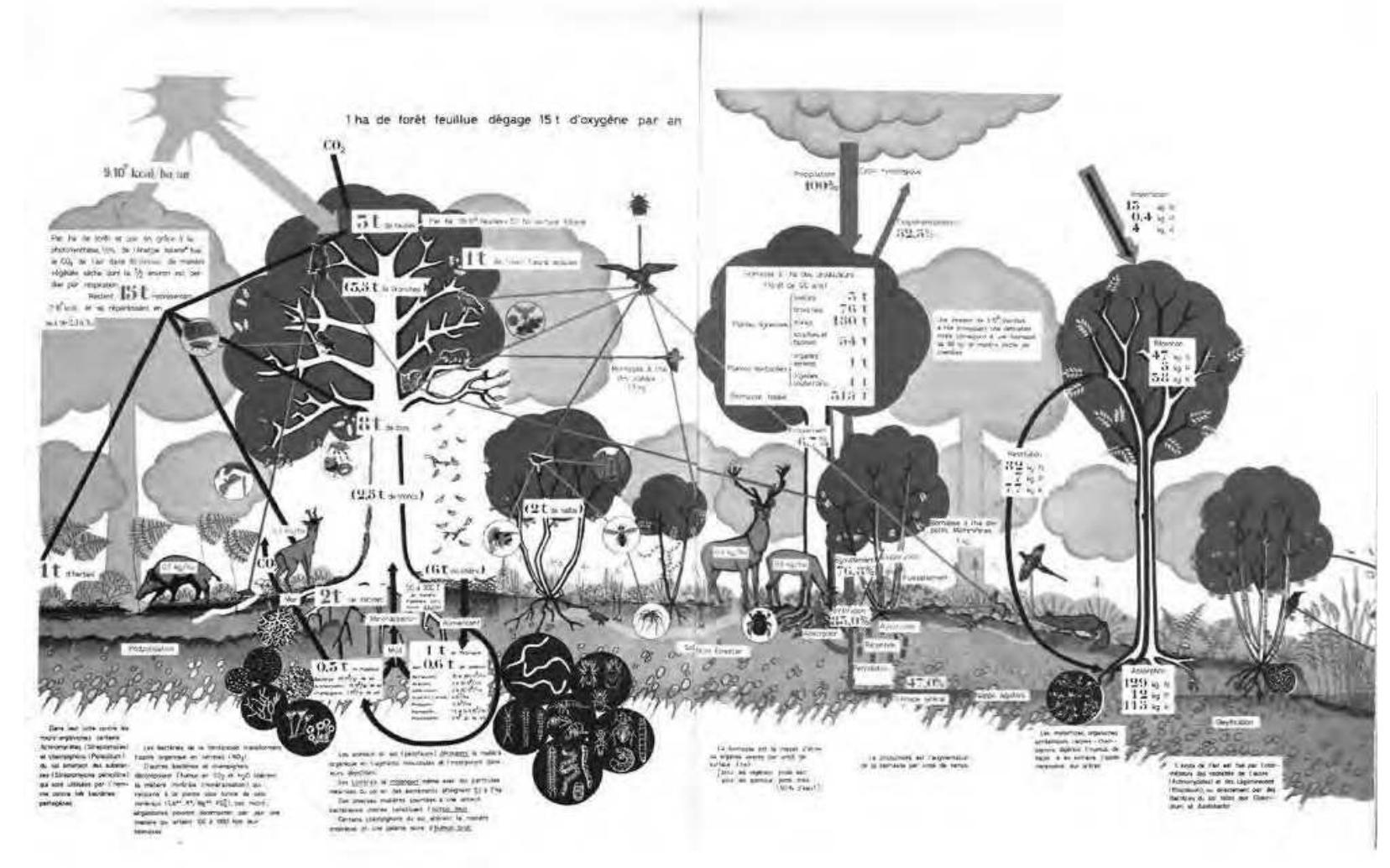[fig. 1] Schematic representation of the forest ecosystem in Upper Belgium, from Duvigneaud, P. (1980) La Synthése Ecologiqique, planche 11.  Paul Duvigneaud was formed at the ULB as a botanist and chemist, and finished his PhD in botanical sciences in 1940, just before the start of the Second World War (Pierart and Duvigneaud, 1992). Until 1949, Duvigneaud would be involved  in research in the Belgian Congo, and specialize in plant socio  ogy and lichenology. Although his work on the Congo  continued into the 1950s, he shifted his attention to European ecology in the fifties. He became a professor at the ULB in  his studies. He founded the Centre national d’écologie Générale (CN  The research was conducted in the light of the International Bio director of the Belgian section (Duvigneaud and Kestemont,  952. From 1959 onwards, Duvigneaud started to focus on ‘fundamental ecology’, or systems ecology as a framework for  EG), and established in 1963 an experimental station of  Virelles-Blaimont, and later another one on the site of Mirwart, in the Belgian Ardennes (Pierart and Duvigneaud, 1992).  ogical Program (1964-1974), where Duvigneaud was the 977). The research center measured all incoming and  outcoming biomass and energy flows on site, on which Duvigneaud and his colleagues published widely (Duvigneaud, 971). In his studies on the site of the Walloon community of Mirwart, however, he did not only consider the ‘natural’ landscape. He also analyzed the ‘rural ecosystem’, thinking the Ardennes estate as an agroécosysteme ferme (Duvigneaud ef al, 977). Incorporating human activity and buildings in the analyses, he described how heating the farm, for example, made  it necessary to import energy from nearby forest systems. Additionally, some flows where ‘exported’, in the form of meat or milk, while others where ‘rejected’, like dung or urine (Duvigneaud ef a/, 1977, p. 482). Rhetorically, Duvigneaud  remained an ecologist, and even when he incorporated human ac these cultural activities. Duvigneaud became particularly well kno  tivity, his language effectively systemized the presence of wn for his visual depictions of the ecosystem [fig. 1 & 2].  By a method of the cross-section, he showed how flows of energy traveled through the system, effectively constructing a  new way of mapping territorial relationships. Throughout his  career, these drawings gained in both complexity and  eraphical quality. making them an excellent reference for teaching and vulgarizine ecological knowledge. ! 