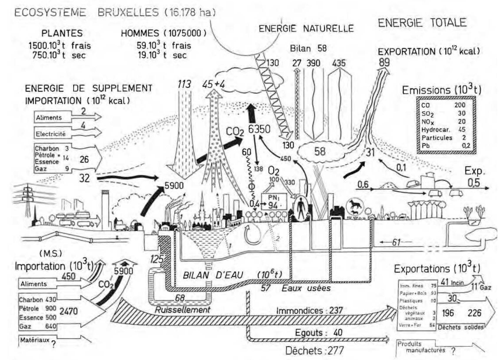 [fig. 2] Metabolism of the Brussels Ecosystem, from Duvigneaud, P. and Denaeyer-De Smet, S. (1977) ‘L’Ecosystéme urbs : ’écosystéme urbain Bruxellois’, p. 589.  organisms (Hausladen, 2014, p. 114). This has some implications. First, the relation between the ecosystem a components is similar to the relation between organism and organs. Second, ecosystems self-maintain and self-repr Thirdly, ecosystems grow like organisms, so they have both a juvenile and a mature state, which shows that Odum teleological view on the development of the ecosystem. Duvigneaud adhered to this theory, as he for example state man, strangely enough, always tried to keep ecosystems at a “juvenile state” by for example single-crop agric (Duvigneaud, 1980, p. 104). An in-between state of the ecosystem, where the ecosystem is more developed b ‘mature’, (an “ecosystéme de compromise’) would be more interesting for obvious ecological reasons. These Odumian id long outdated, but they remain relevant, as other fields than ecology itself often adopt them in a “metaphysical ideali of scientific knowledge”, in the “aspiration to explain not only natural phenomena but the whole world through sci which leads to a “scientistic naturalism” which is “highly problematic and even dangerous from a philosophical pc view” (Hausladen, 2014, p.114). The fact that Duvigneaud shared this teleological view of the Odumian theory is the relevant, as he tended towards this holistic experiment of understanding the whole world through ecological knowl« From the 1970s onwards, Duvigneaud turned his attention, almost unsurprisingly, towards the city (Duvigneaud,  Probably his incorporation of human activity in the Ardennes studies of the forest ecosystems made him realize tl hometown, Brussels, was a worthy place for studying the functioning of the ecosystem. He called this the ecosystéme opposed to the ecosystéme ‘silva’ (forest ecosystem). It is important to realize that Duvigneaud thought of the city ecosystem, as opposed of being like an ecosystem (Golubiewski, 2012). The comparison is not metaphorical, but  These studies had an explicit goal: influencing urbanization processes. In a time of “increasing regionalisation ecological laboratory of the ULB “could not be disinterested in the urban ecosystem of Brussels”. Therefore, a ‘ centre for the urban environment” was created (Duvigneaud, 1974, p. 7). Only if ecologists had something to say the planning policy could there be the possibility of creating a “serious” regional plan. Duvigneaud clearly searchec place at the table of planning services, engaging ecologist in the governmental apparatus of the Brussels Agglome that was recently formed. 