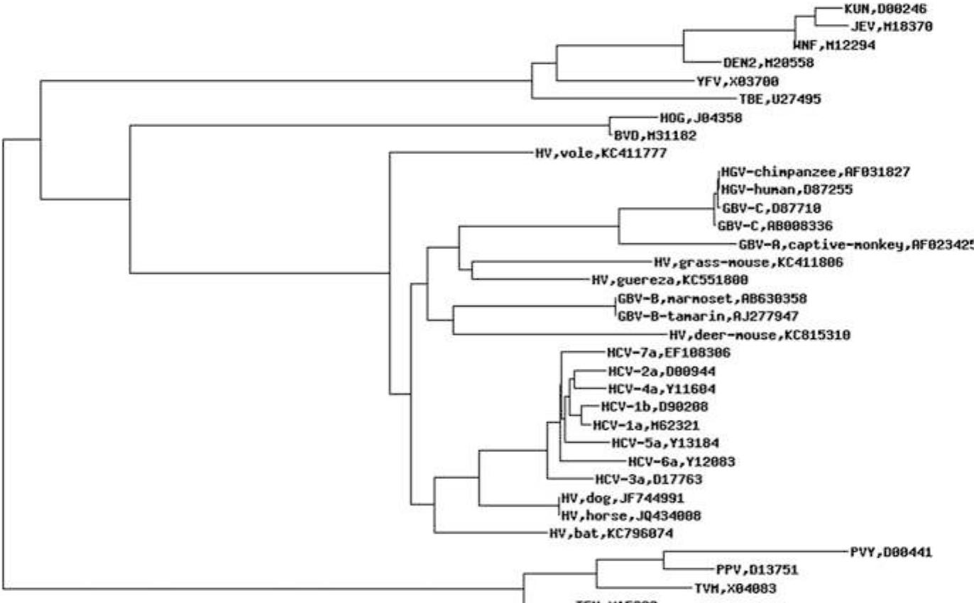 Den2 Phylogenetic tree of amino acids sequences of rna helicase