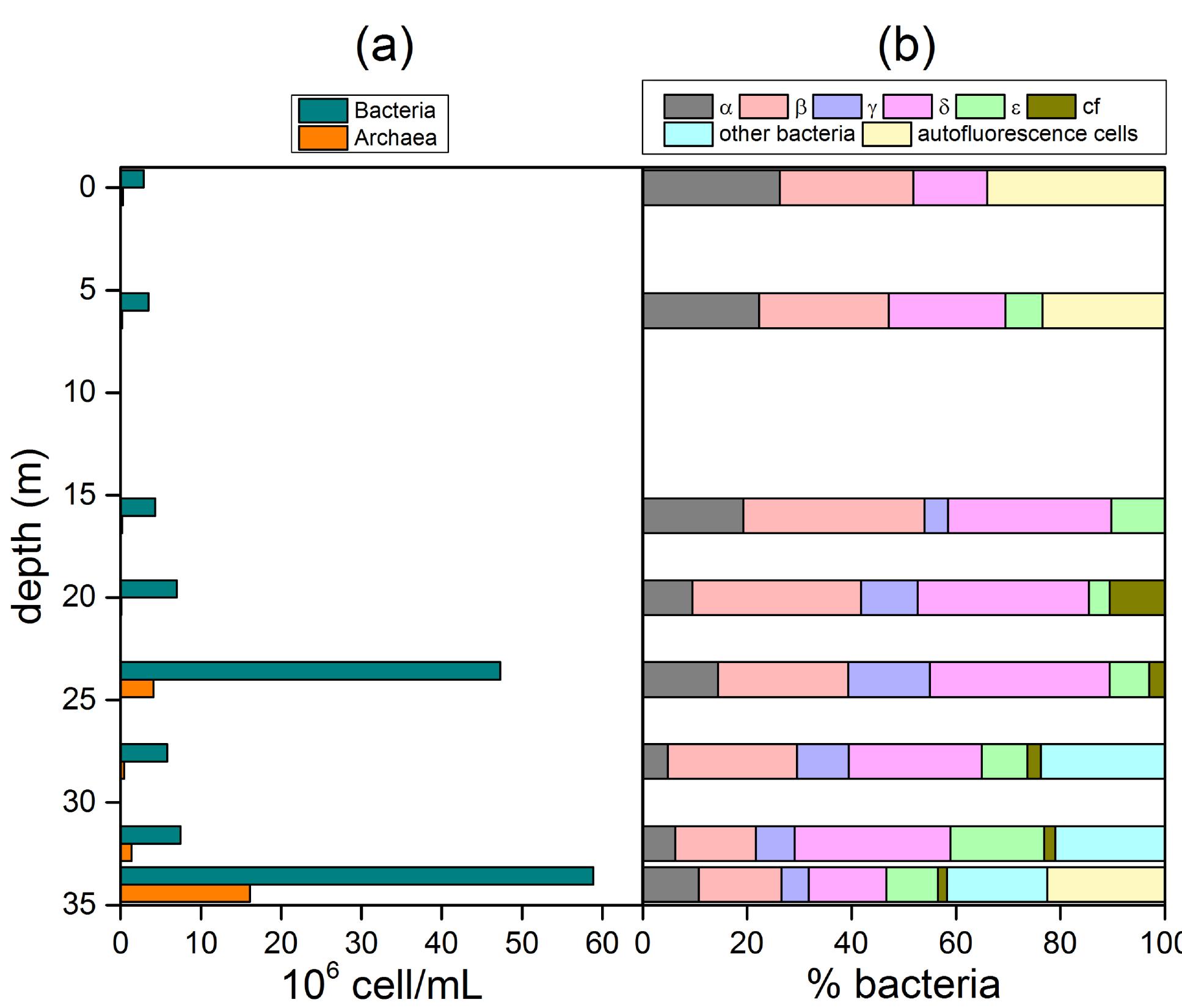 Fig 4. Vertical microbiological profiles along the Lake Averno water column estimated by CARD-FISH. (a) archaea and bacteria (cell ml’'); (b) Proteobacteria (Alpha, Beta, Gamma, Delta and Epsilonproteobacteria), Bacteroidetes-Flavobacteria (cf) and autofluorescent cells (expressed as % of total bacteria).  