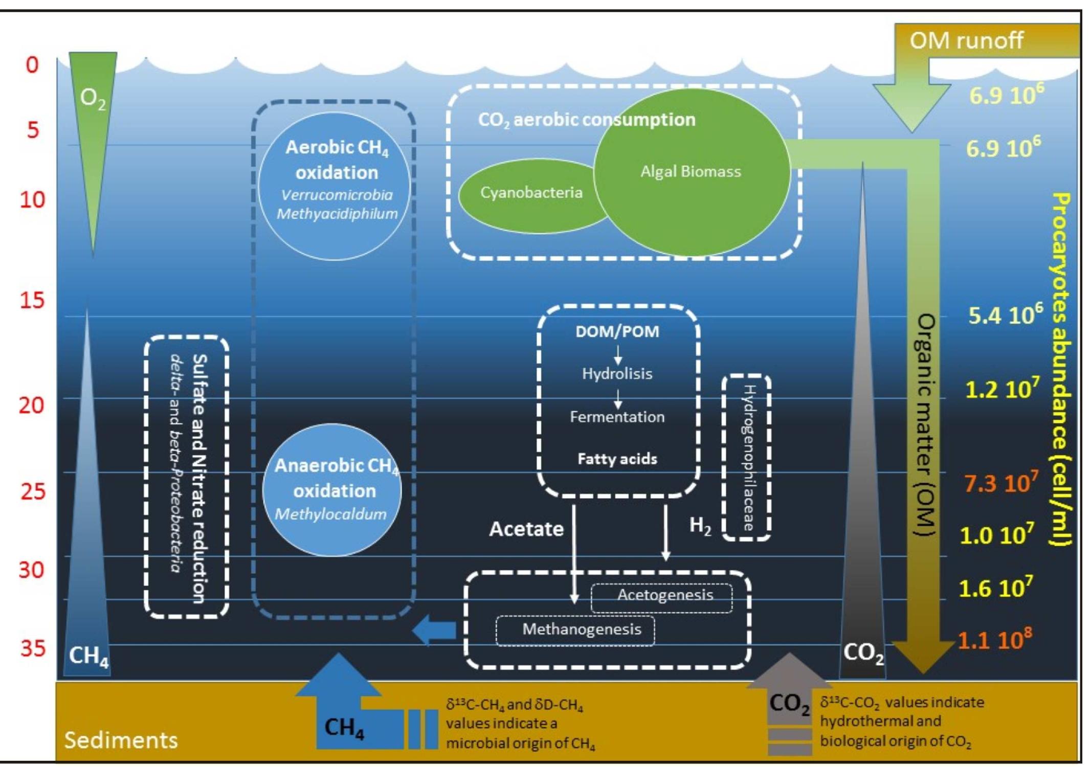 Fig 7. Schematic conceptual model of the interactions between microbial populations and geochemical parameters at different depth in Lake Averno.  