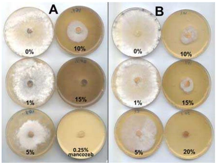 (PDF) In vitro inhibitory effects of rosemary and sage extracts on ...