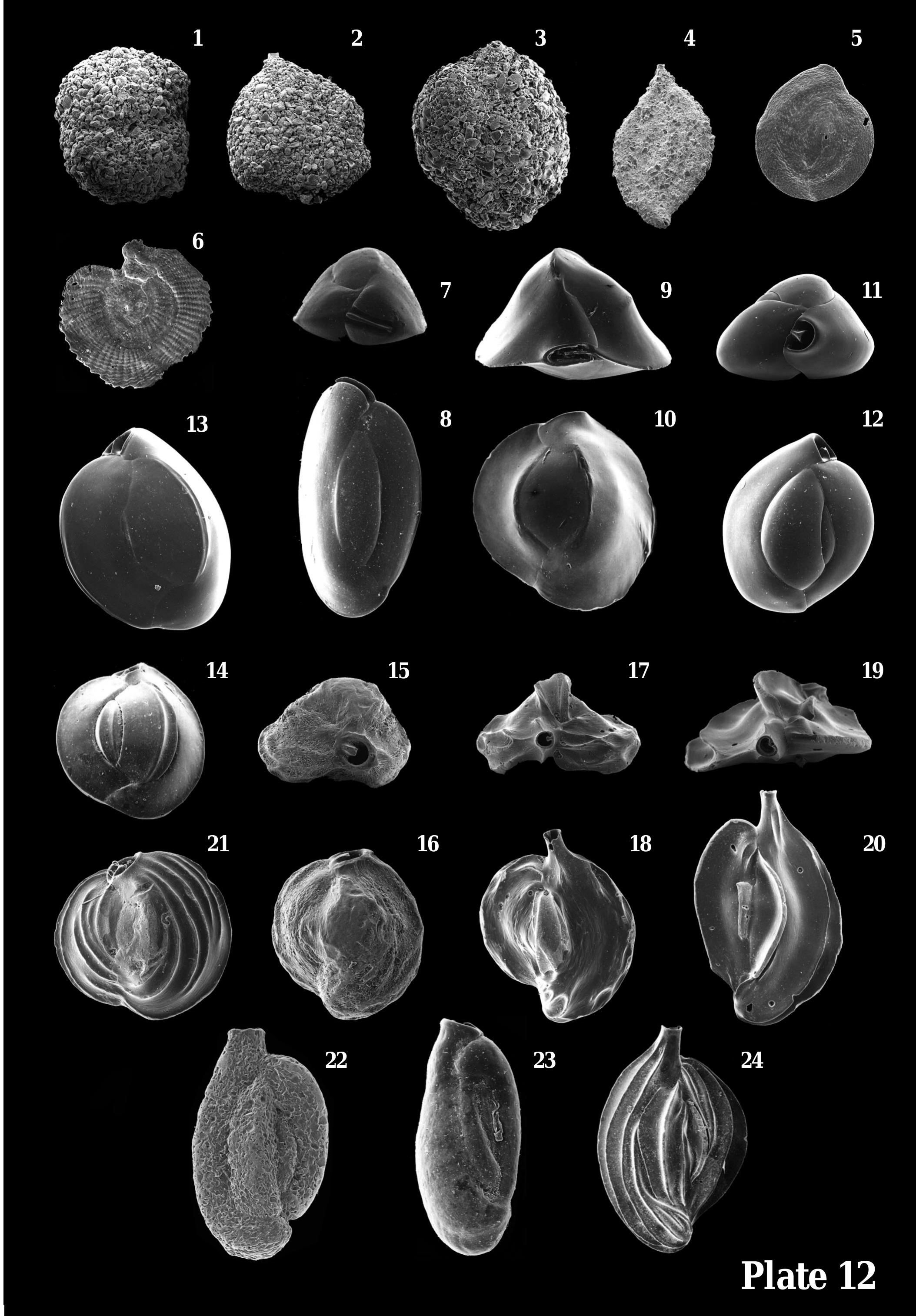 PDF) Biodiversity and biogeography of recent benthic foraminiferal