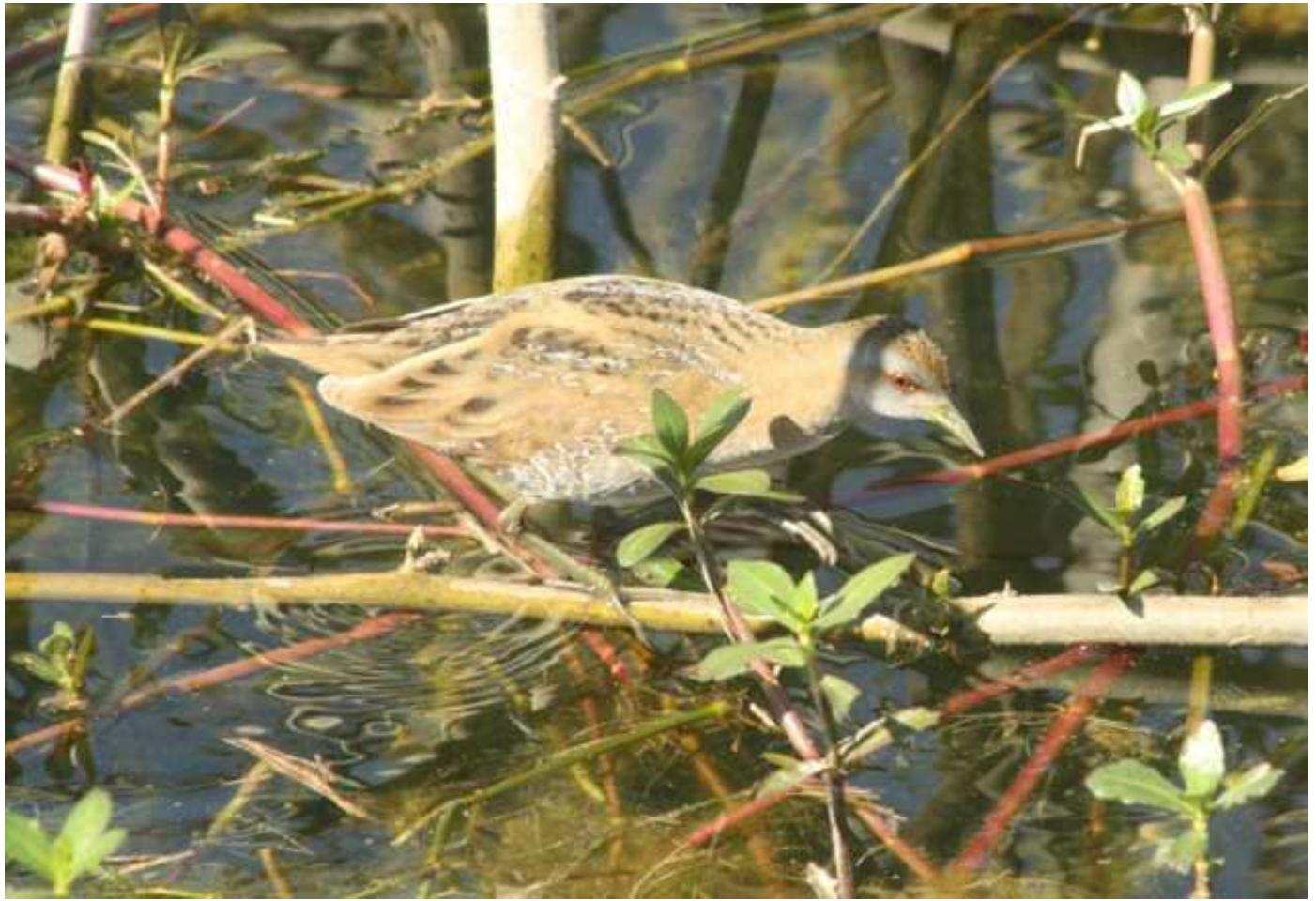 Figure 1: Baillon’s Crake in Tumariya Reservoir  First record of Baillon’s Crake Porzana pusilla from Tumariya Reservoir in the Corbett landscape of District Nainital, Uttarakhand  Anushree Bhattacharjee”  helping with the positive identification on the bird.  movements in response to seasonal changes in their habitats, the European and Asian populations appear to be fully migratory (BirdLife International 2012). The bird is a solitary species, occurring either singly or in pairs (Ali 1941, BirdLife International 2012). It breeds in the Indian Himalayas (Grimmett et a/. 1999). It is a passage migrant in the rest of the country during the winter (Kazmierczak 2000). There are mostly scattered individual records of sighting from the Indian  mainland (Grimmett et a/. 1999). This was the first record of the Baillon’s  Crake from the Corbett landscape (Sharma et a/. 2004). Thus, this is an  important sighting and will help in updating the bird checklist of Corbett.  It would also hopefully influence the concerned policy makers and officers of  the Terai-West forest division to extend stricter protection status to the  wetland.  References  Species factsheet: Porzana pusilla. Retrieved from http://www. birdlife.org on 20/01/2012. 