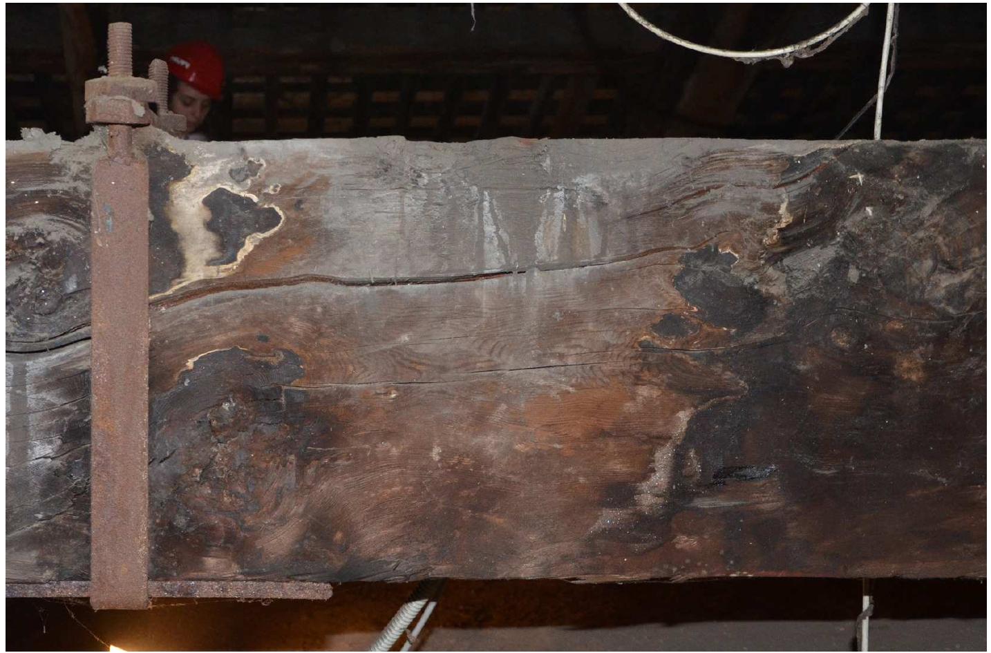 Figure 15: Incipient biotic decay phenomena in the tie-beam of truss 2 (photo by M. Canestrale, R. De Marco, R. Delogu, G. Godio).  Although tie-beam is made of larch timber (quite resistant to biotic decay) and the attic is quite well aerated due to the presence of many small arrowslit-shaped windows, water leaking from the roof remains on wood long enough to make decay progress. It’s therefore necessary a urgent intervention to stop leakage and prevent the progress of decay. 