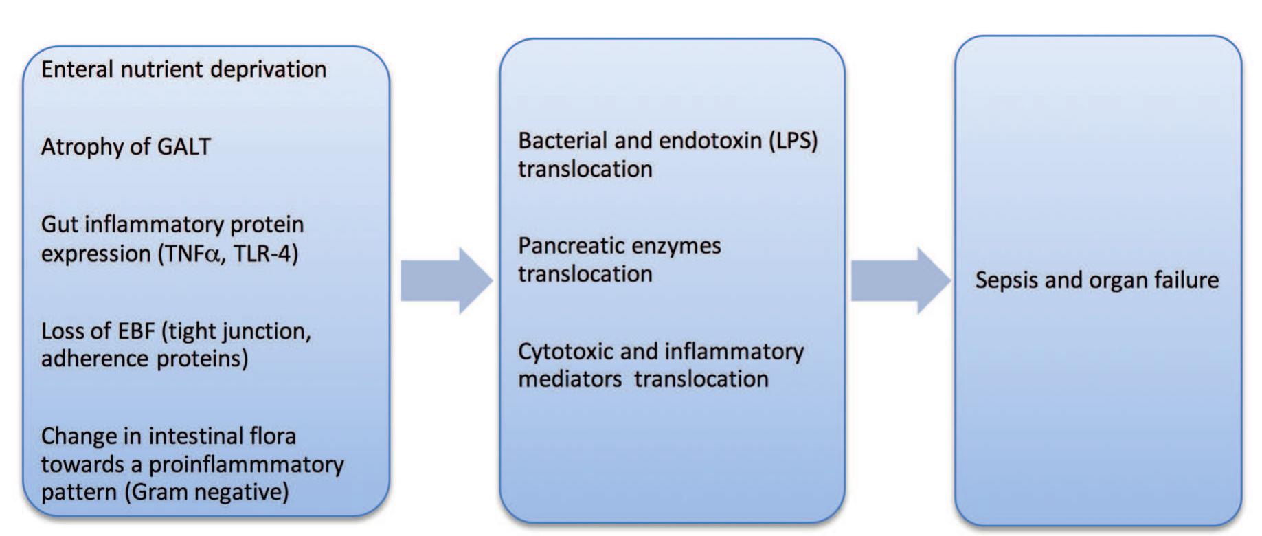 (PDF) Nutritional support in acute pancreatitis from physiopathology to ...