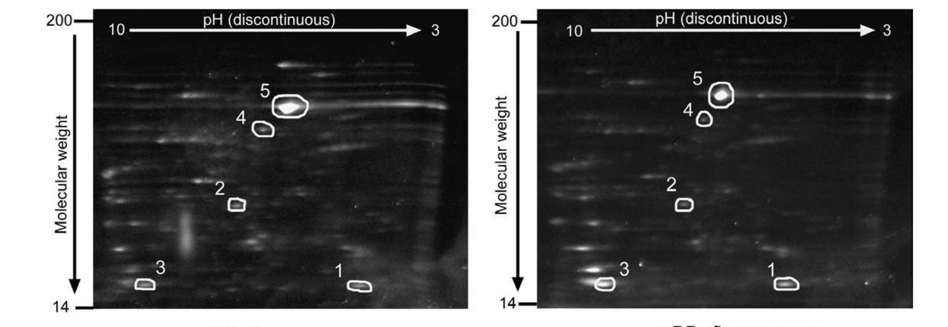 PDF) Detection of reversible protein thiol modifications in tissues