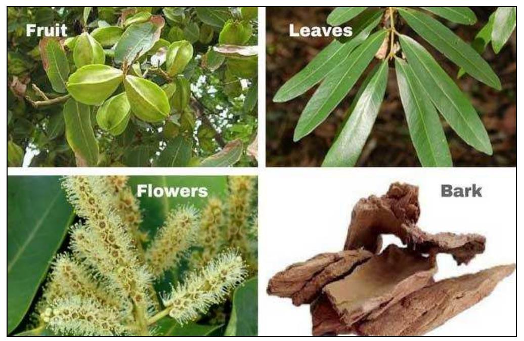 Figure 1 - from A cardio protective medicinal plant