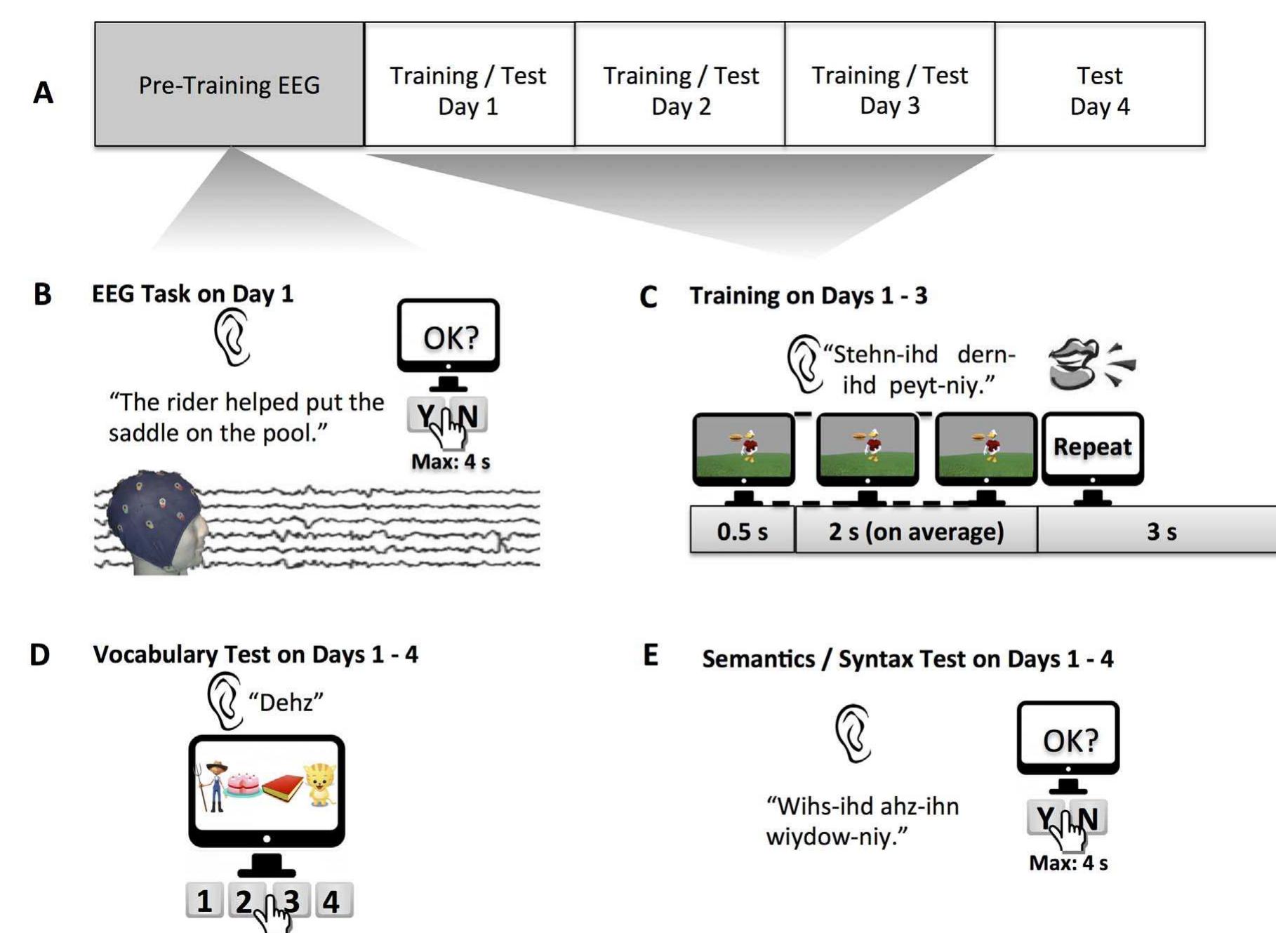 Fig. 1. Tasks and experimental design. (A) Participants completed a pre-training EEG session on Day 1 of the study, prior to training and testing on the miniature artificial languag: (MAL). Days 2 and 3 included MAL training and testing, and Day 4 included only MAL testing. The entire protocol spanned no more than six calendar days. (B) EEG was recorded while participants listened to English sentences and performed an acceptability judgment task. The unacceptable sentences contained either a semantic or a morphosyntactic violation. (C) O1 each MAL training trial, participants watched an animated clip, heard the pre-recorded sentence, and repeated it aloud. Each training sentence was presented 12 times over the course o three days. (D) Training was followed by a daily Vocabulary test. Participants heard a MAL word and had to select the corresponding picture. (E) Participants subsequently performec an auditory sentence acceptability judgment task in the MAL. The unacceptable sentences contained either a semantic or a morphosyntactic violation. 