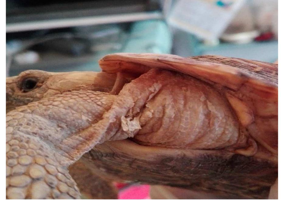 (PDF) Overview of the most common clinical findings in captive reptiles ...
