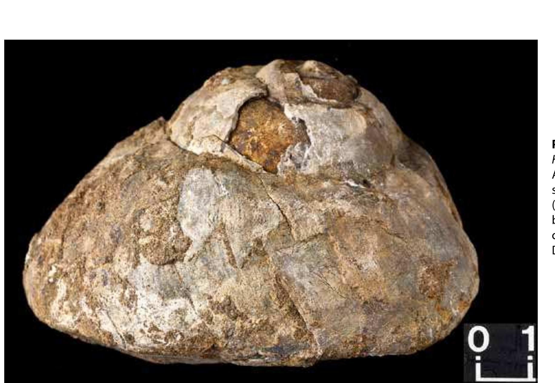 Figure 7 - Permian fossils and palaeoenvironments of the
