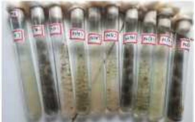 Figure 1 - from ISOLATION, SCREENING AND IDENTIFICATION OF