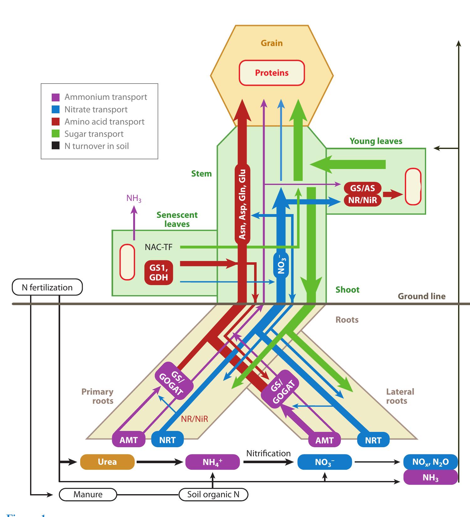 Figure 1 - from Plant Nitrogen Assimilation and Use