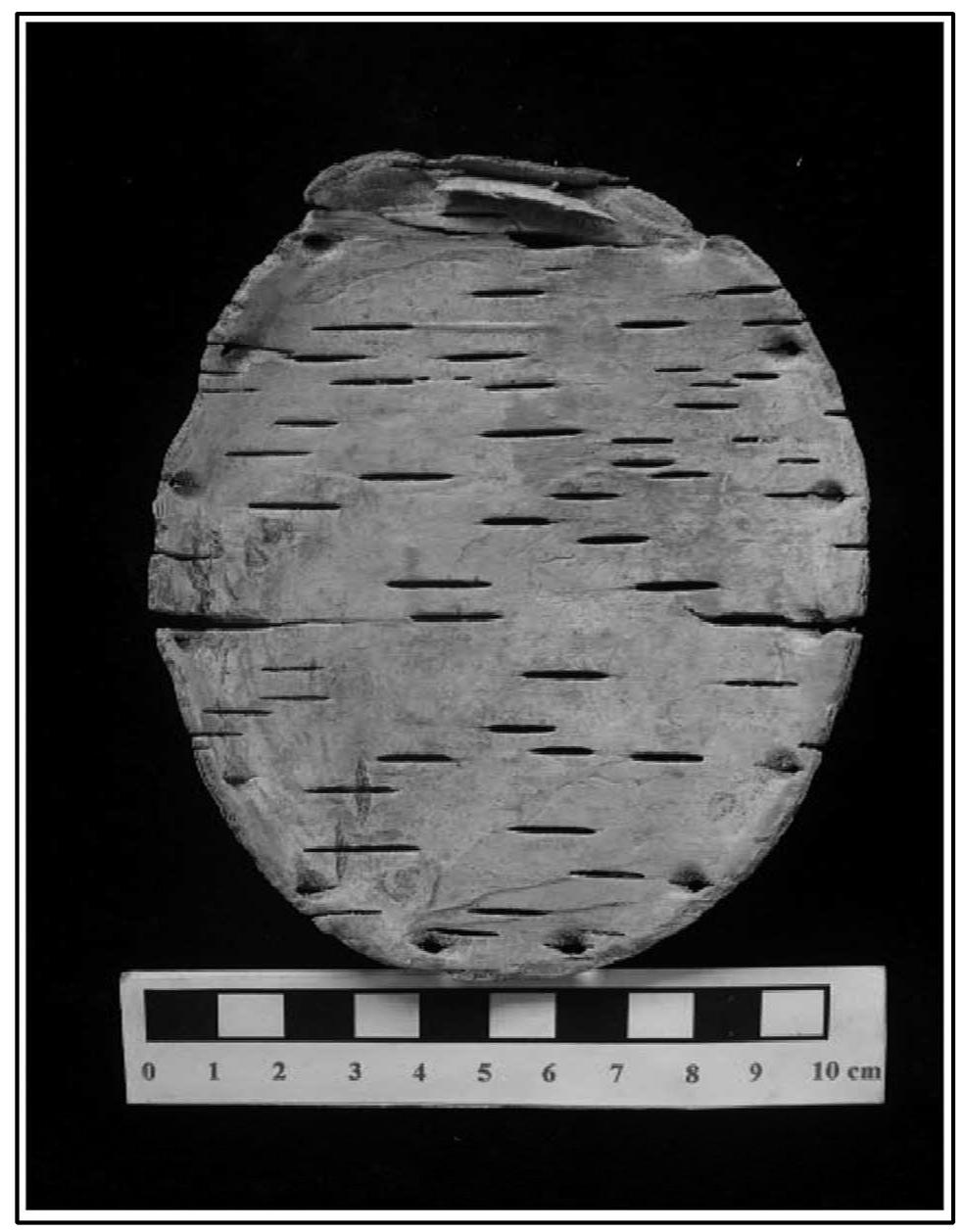 Plate 8. Part of a birch bark vessel recovered from a Xiongnu burial 