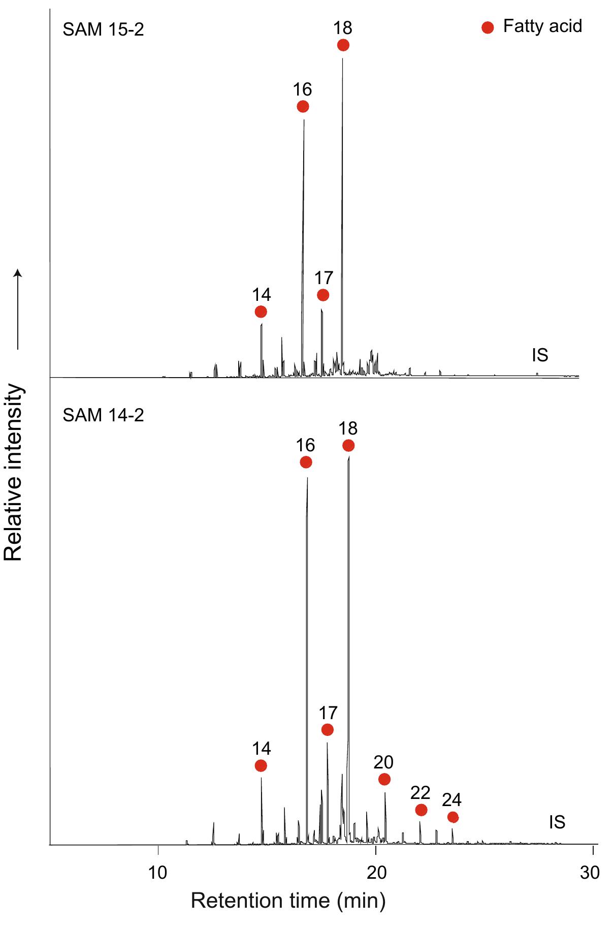 GC-C-IRMS analyses were carried out on 31 FAMEs (from 30 potsherds and one surface residue) to determine the 5'°C values of the major fatty acids, Cj6.9 and Cjs.0, and ascertain the source of the animal fats extracted from the Samburu residues using the A'3C proxy (Figs. 3 and 4 and Table 2). Differences occur in the 5'°C values of these major n-alkanoic acids, palmitic (Cj6.9) and stearic (C;.9) due to the differential routing of dietary carbon and fatty acids during the biosynthesis of adipose and dairy fats in ruminant animals, thus allowing ruminant milk fatty acids to be distinguished 
