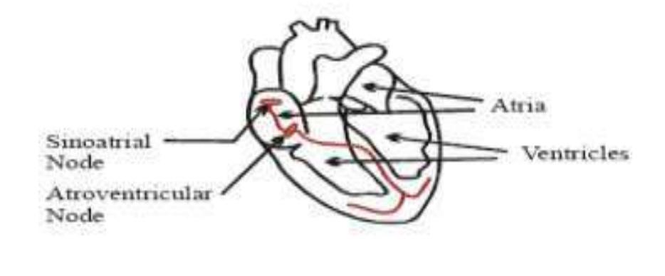 Figure 1 - A Review of ECG signals for Human Emotion