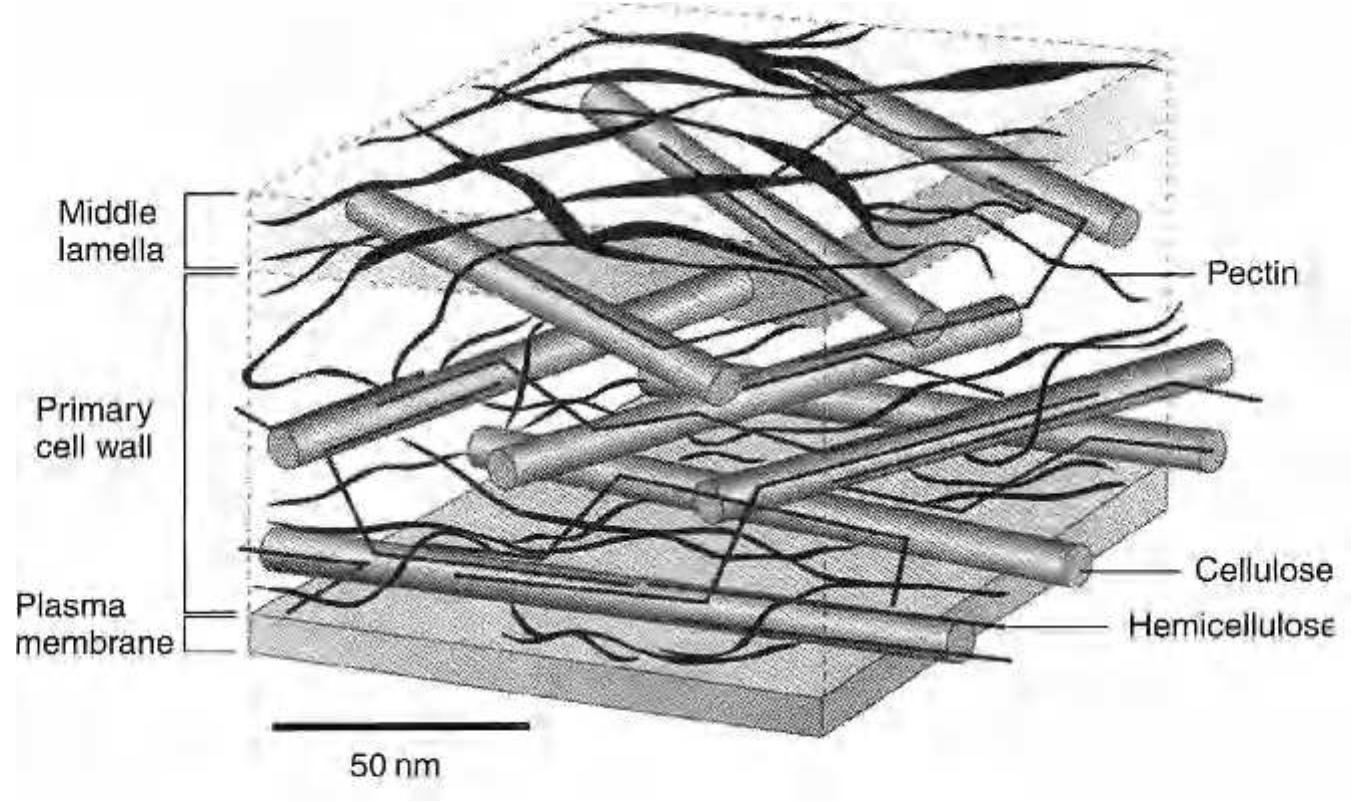 Pectin Origin 7 a schematic representation of pectin-rich plant cell walls