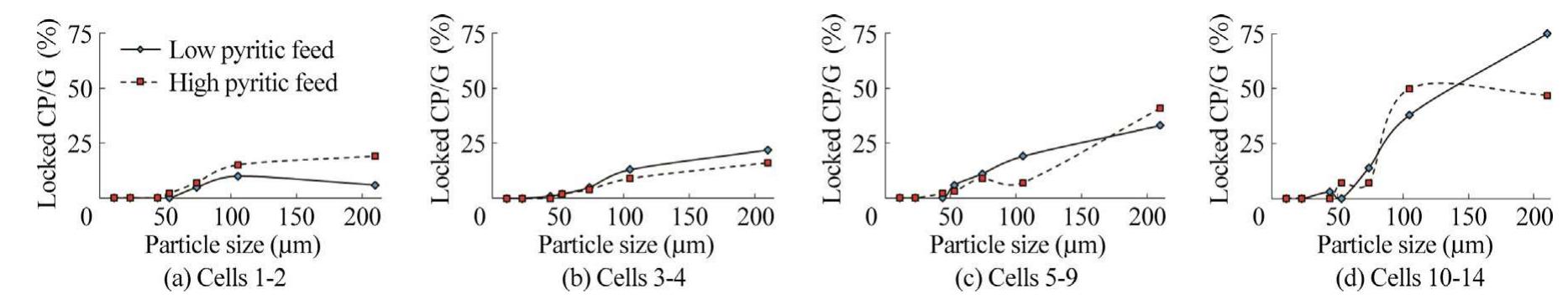 Fig. 6. Amount of locked chalcopyrite-gangue minerals (CP/G) in concentrate streams of each rougher cell in various particle size fractions for low and high pyritic feeds. 
