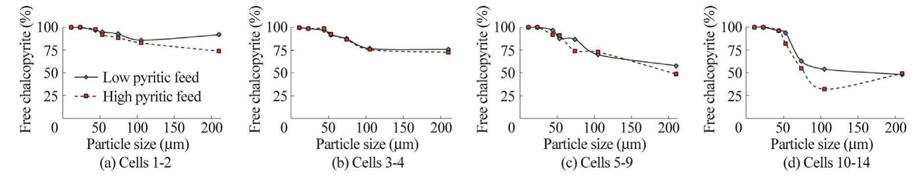 Fig. 7. Amount of free chalcopyrite minerals in concentrate streams of each rougher cell in various particle size fractions for low and high pyritic feeds. 