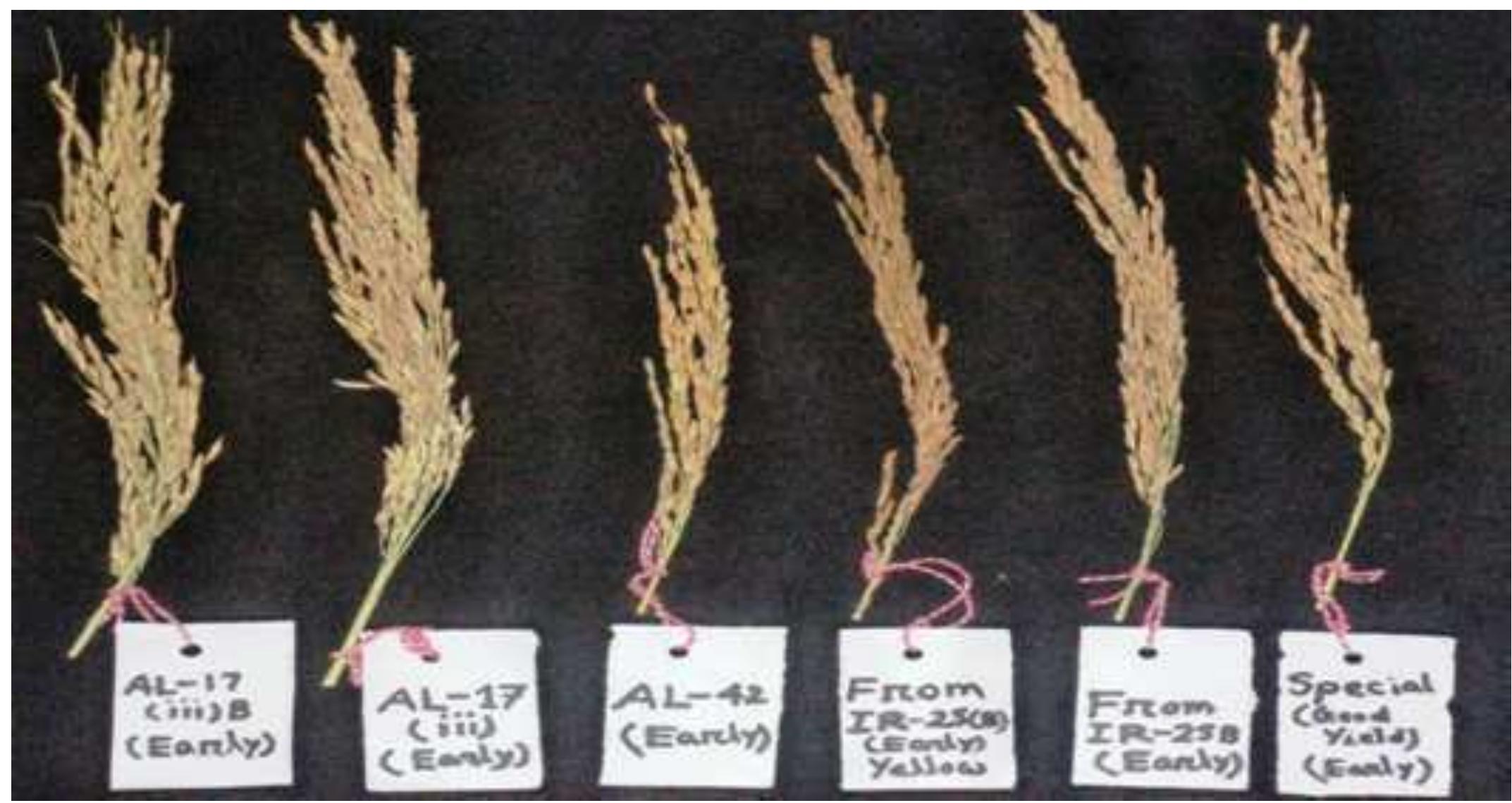 Plate 1: some panicle appearance of different a man rice