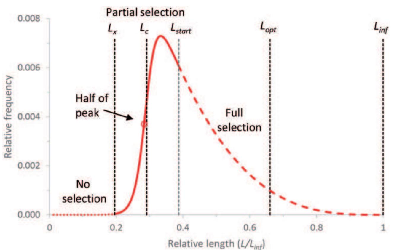 Figure 2. Schematic representation of the length frequency distribution in commercial catch, with indication of the sections that are subject to no gear selection (dotted curve), partial gear selection (solid curve), and full gear selection (dashed curve). Note the difference between the length at half of the peak of the catch curve and the slightly larger true L, used in the model. 