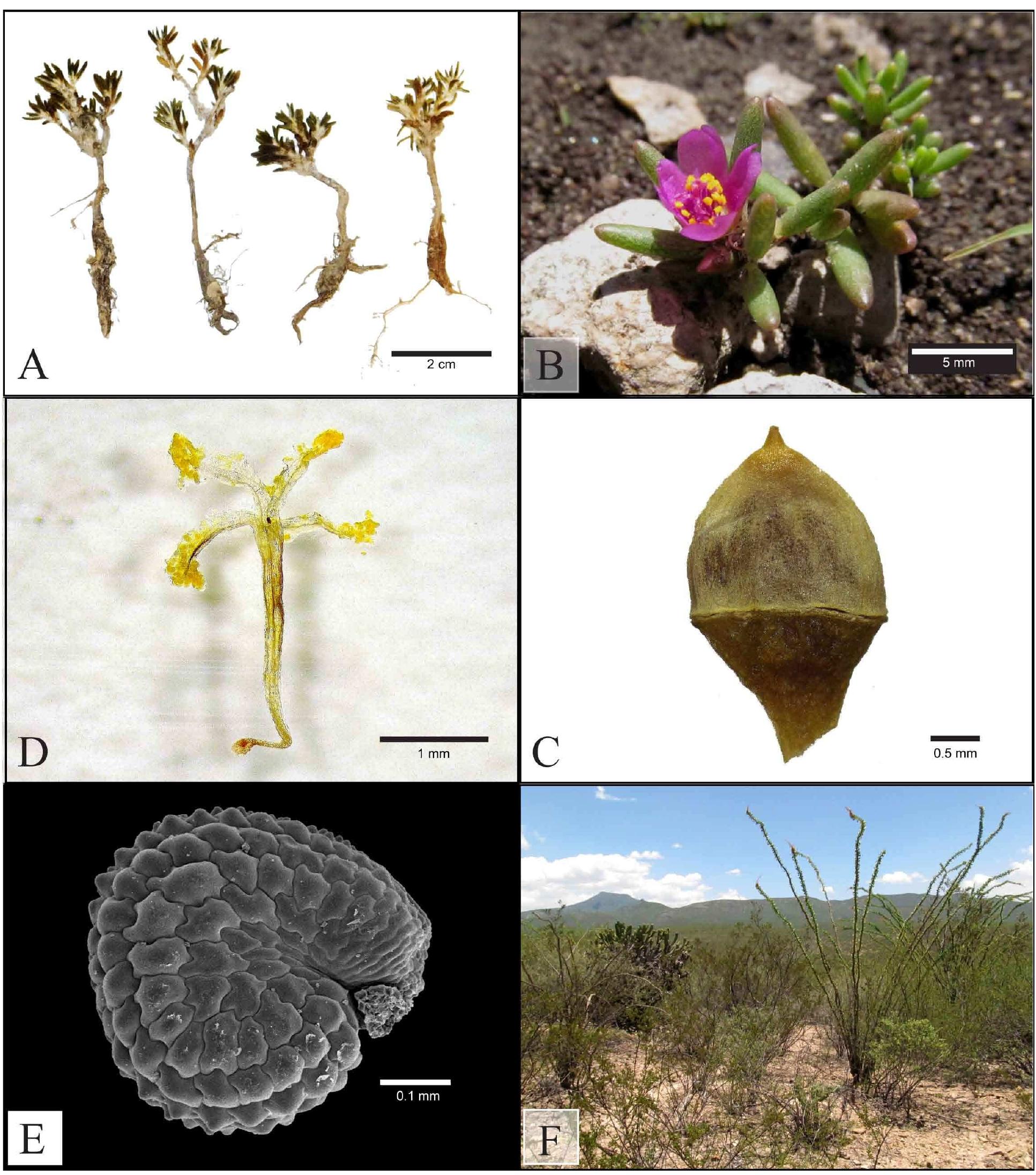 Portulaca Rpoots (PDF) A new perennial species of Portulaca (Portulacaceae) from central ...
