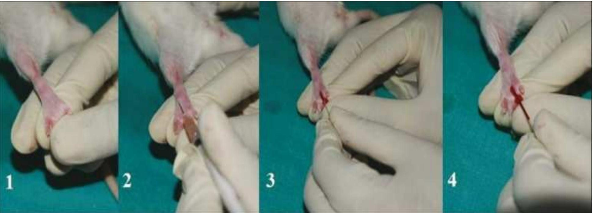 (PDF) Different blood collection methods from rats: A review