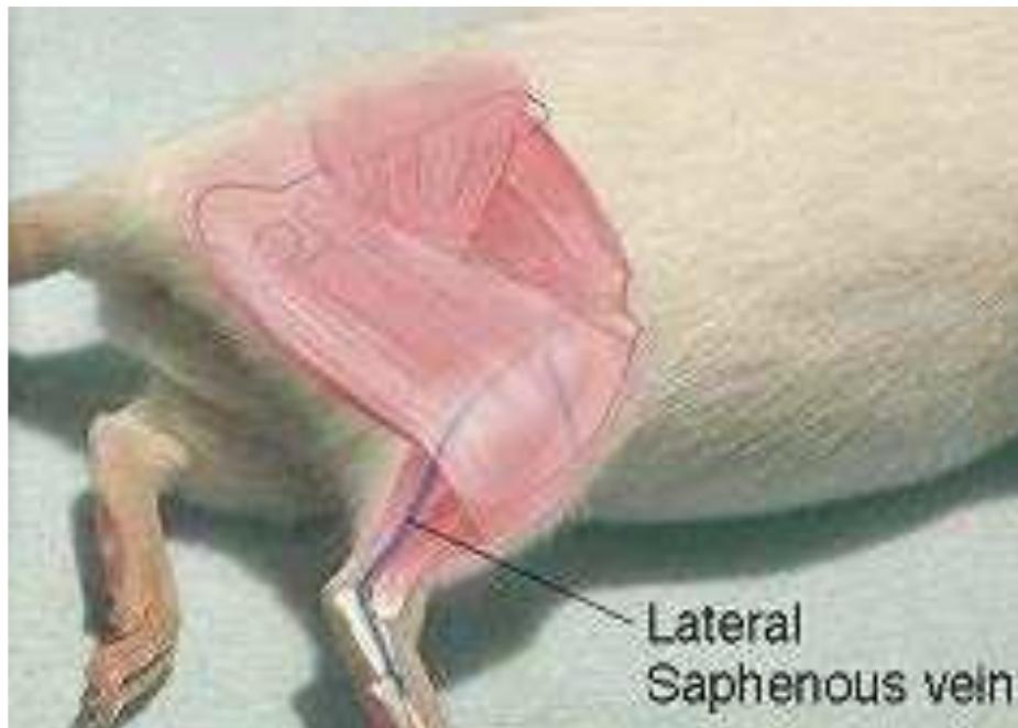 (PDF) Different blood collection methods from rats: A review