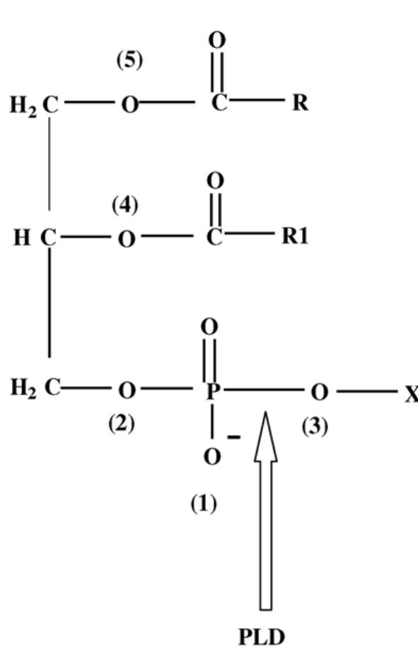Pld Structure Structure of phospholipids indicating the oxygen atoms (01,