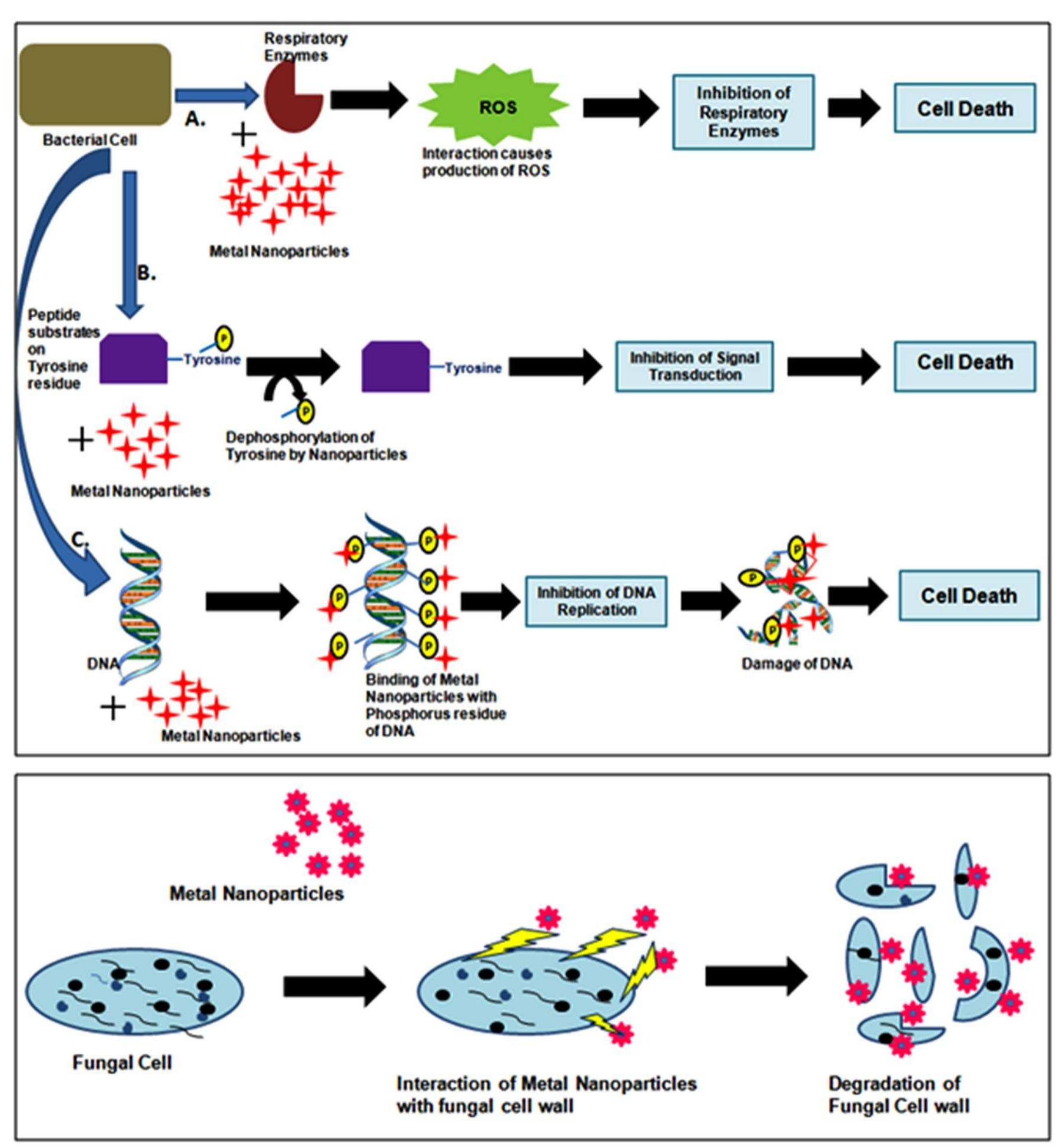 Diagram showing possible mechanism of antimicrobial activity