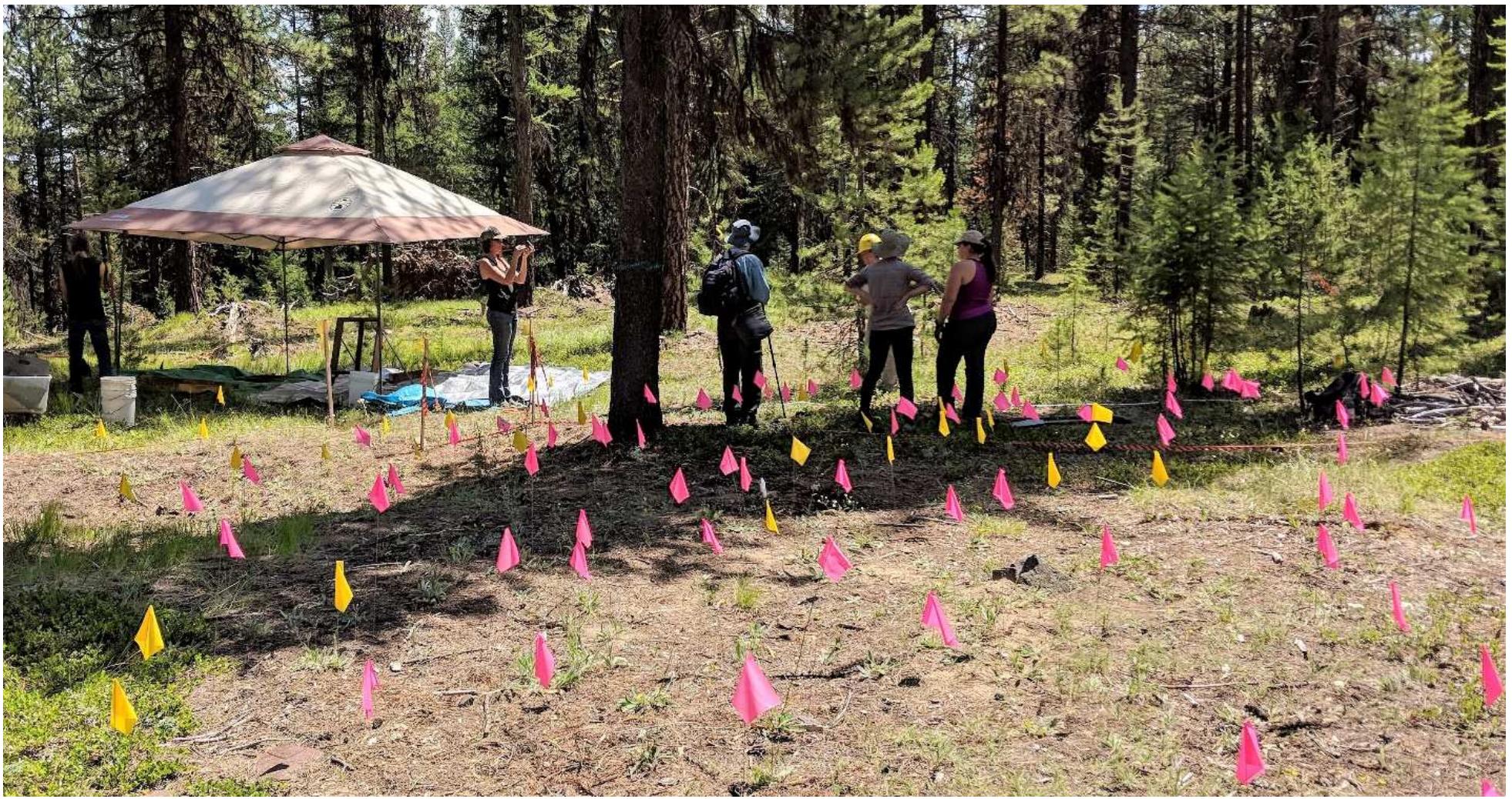 pine and larch forest with thick ground cover. A small scatter of metal cans, miscellaneous metal fragments, a cast iron pan fragment, a shovel head, bottle glass and ceramics were all that were visible on the site surface. The ceramics included one sherd each of Chinese brown-glazed stoneware (CBGS) and a Winter Green cup rim. In 2017 SOULA archaeologists placed a single 1x1 meter test unit within, and a second just outside, the linear depressions which outline the feature. The test unit outside the feature produced limited material but the unit within the feature produced over 200 CBGS fragments representing a minimum of four liquor bottles. Artifacts date to around the turn of the 20" century.  epresenting a minimum of four liquor bottles. Artifacts date to around the turn of the 20" century.  In 2018 we placed three additional 1x1 meter test units within the footprint of the feature in an effort to better understand the function and layout of the structure. We recovered numerous additional artifacts of Chinese origin including CBGS, Winter Green, and Four Seasons ceramics fragments and opium container fragments. Overall the collection of artifacts indicate a short term occupation of the structure in the very early 20" century making this one of the latest Chinese immigrant mining habitations located so far. This corresponds well with a 1901 Federal mining report that notes there were still a few Chinese miners working the “old placers of the Happy Camp mining district.” 