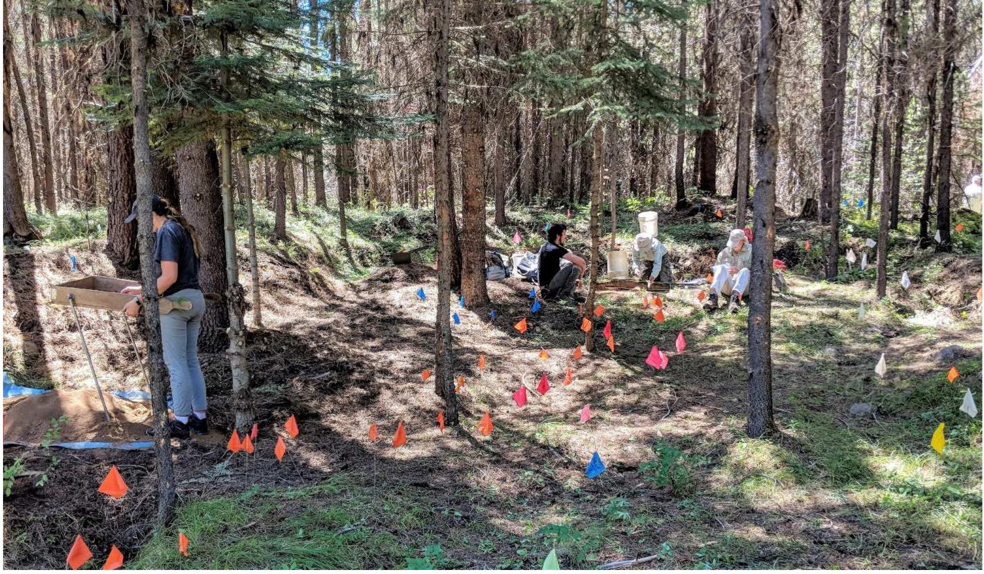 Figure 15. Test excavations within and adjacent to the footprint of a probable house feature at Ah Heng 1.  looting was noted in the report.  he Ah Heng site is located several miles downstream from the Happy Camp and Ah Yee sites. It is ituated along one edge of an extensive placer cut. Historic documentation for this site includes a lease greement, now located at the Kam Wah Chung State Heritage Site, and some newspaper accounts from he late 1880s. In the site record from the early 1990s the remains of four structures were measured  nd described based on heavily deteriorated logs and a light scatter of artifacts. Evidence of significant doting was noted in the report. 