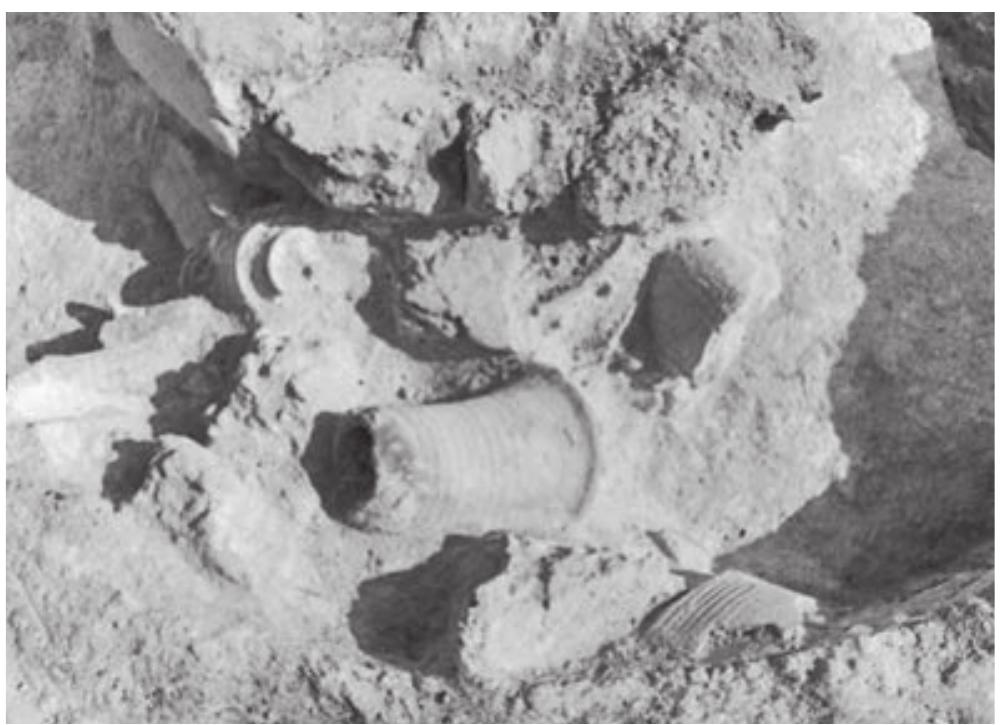 Fig. 2.3. Pottery vessels on the floor of the firing chamber of Kiln 186, looking north.  Fig. 2.1. Wall 342 of Stratum 9 on the right, W339 of Stratum 7 on the left, and W300 of Stratum 4 at the top; looking west. 